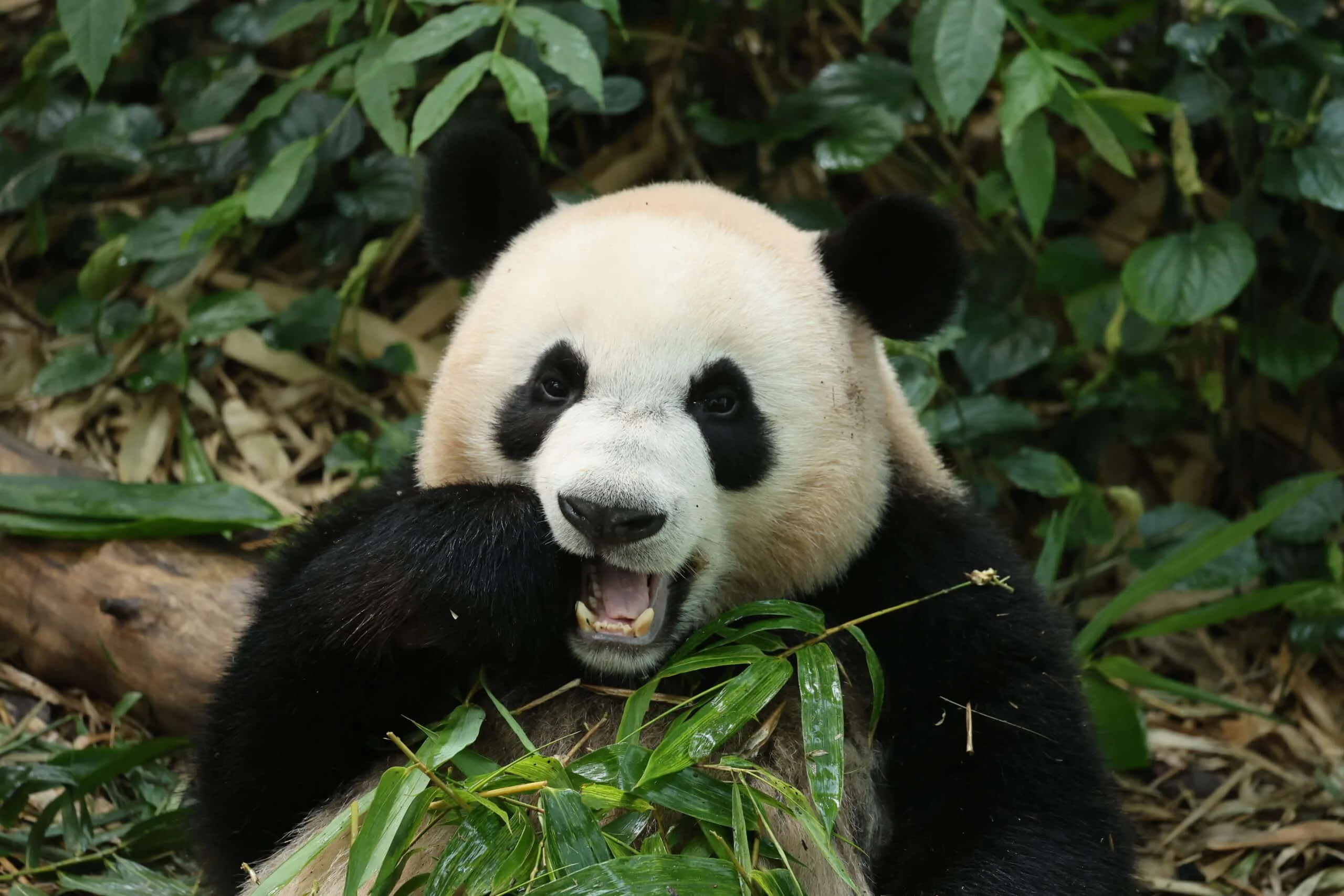 Mandai River Wonders