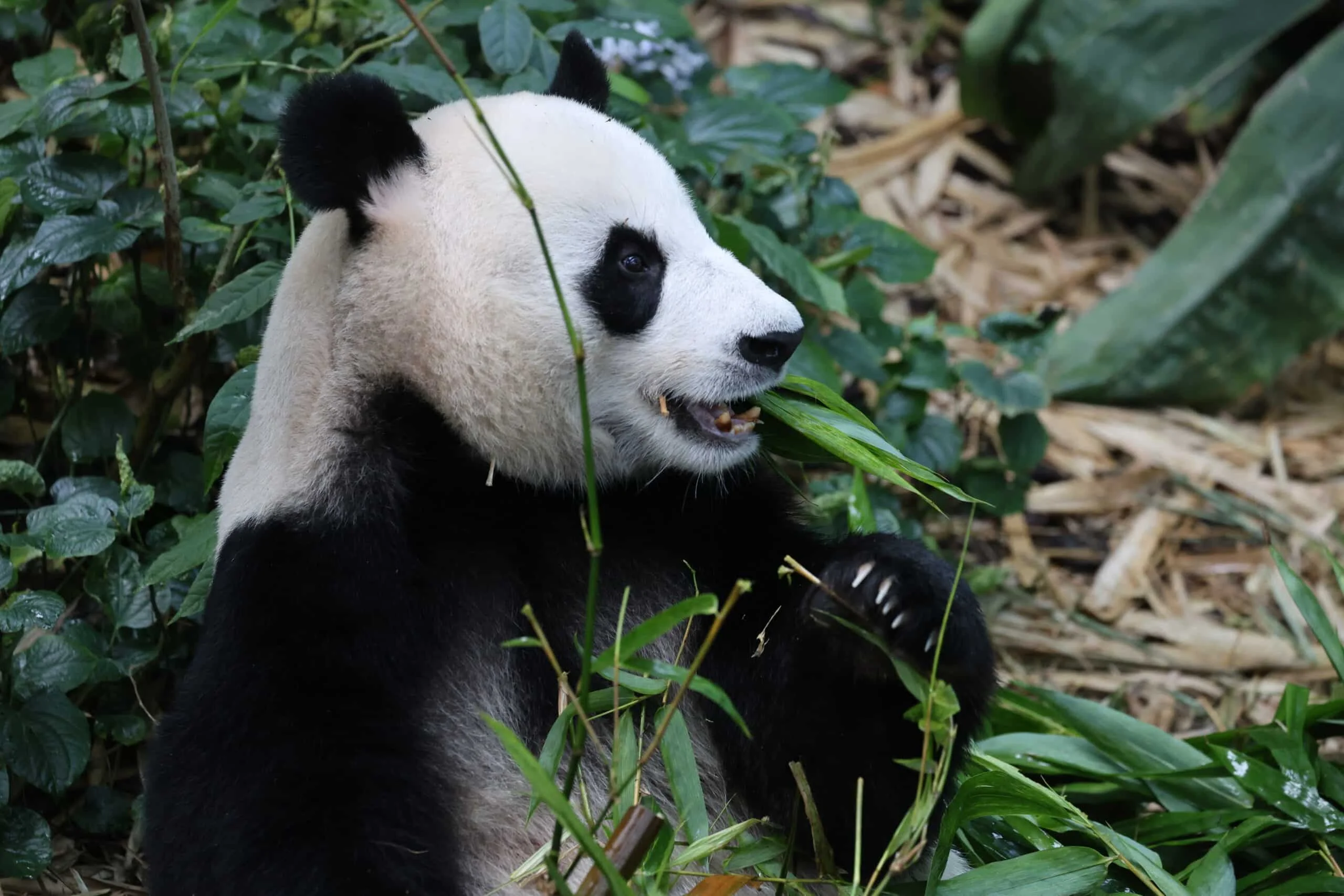 Mandai River Wonders