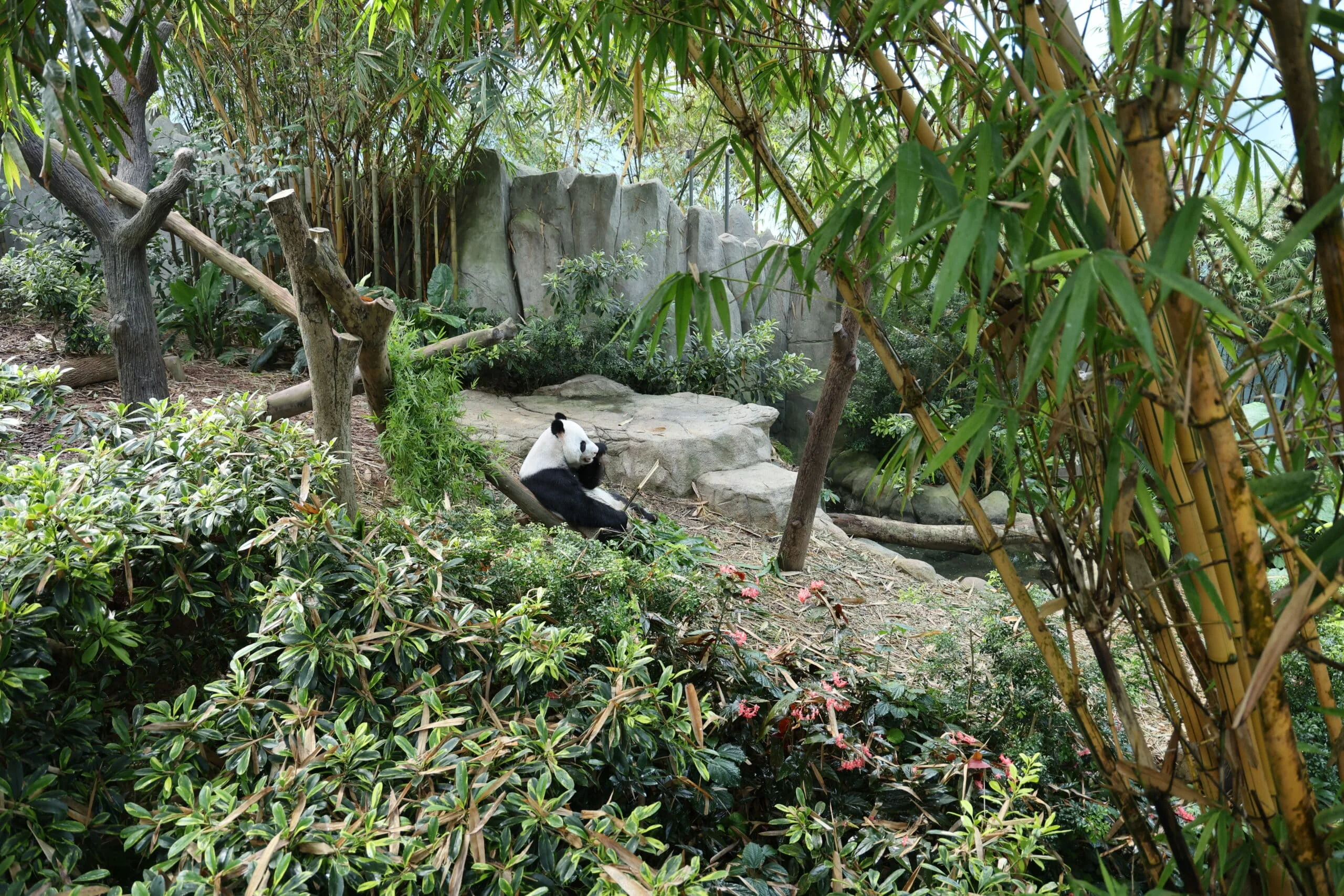 Mandai River Wonders