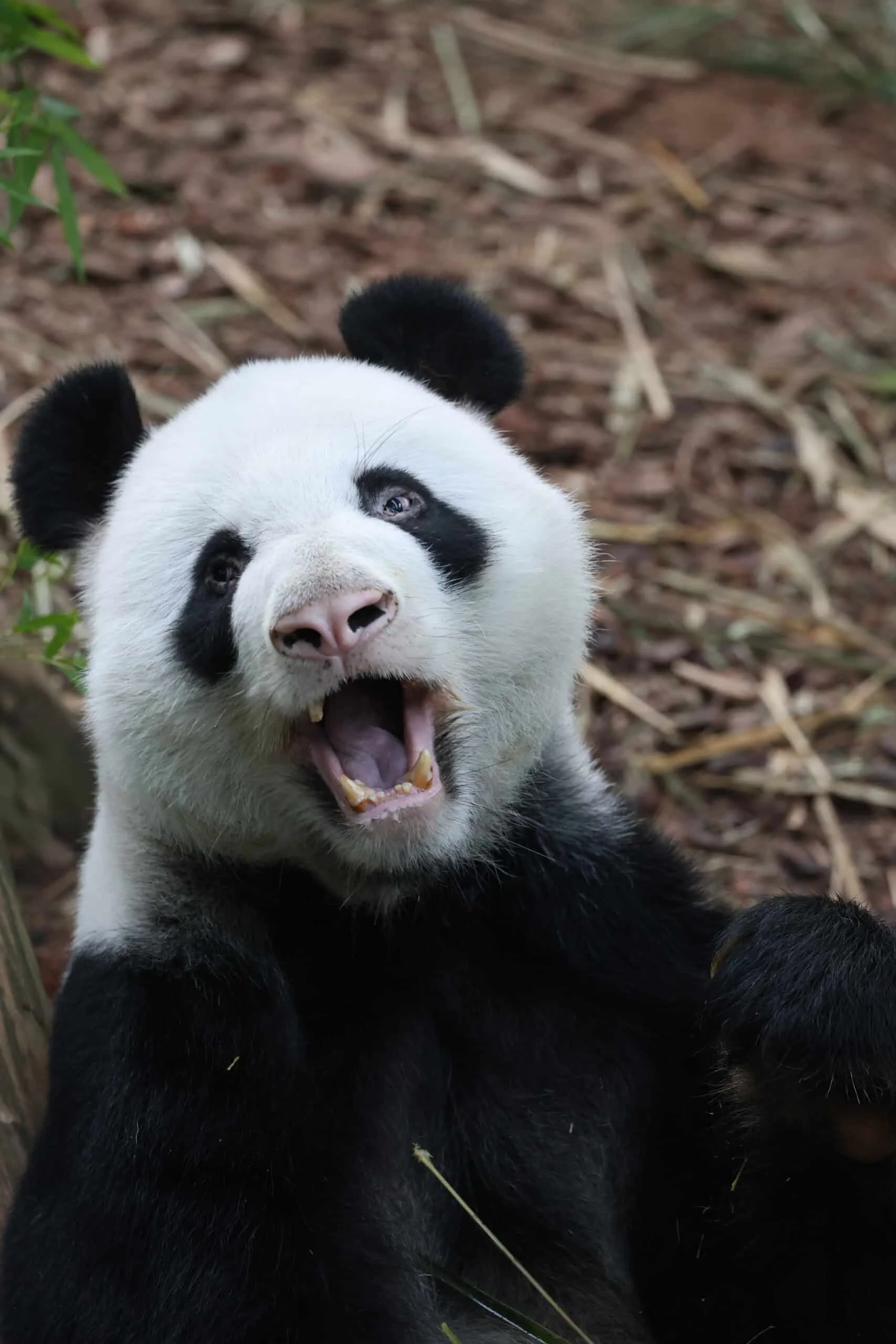 Mandai River Wonders