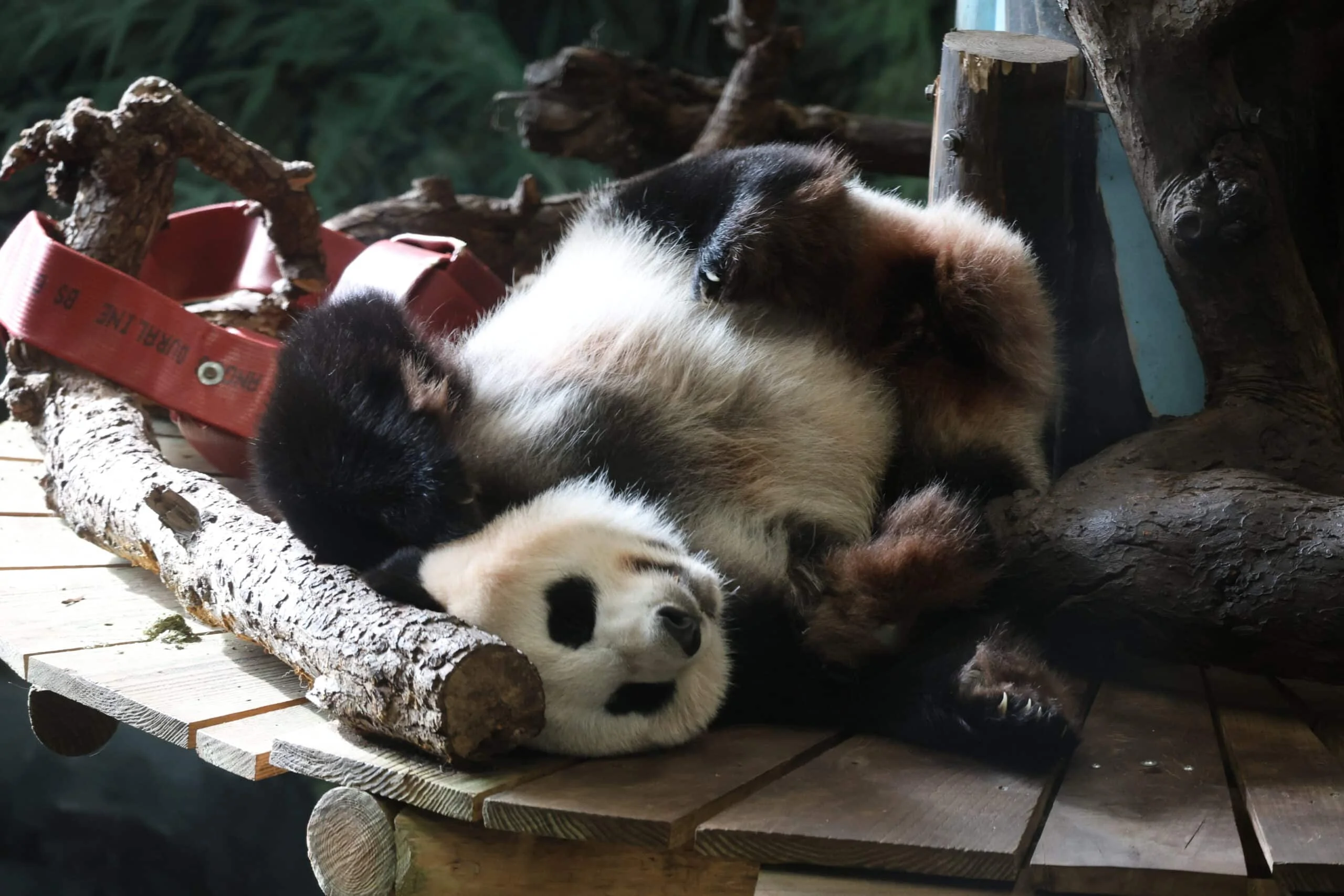 Ouwehands Dierenpark Rhenen