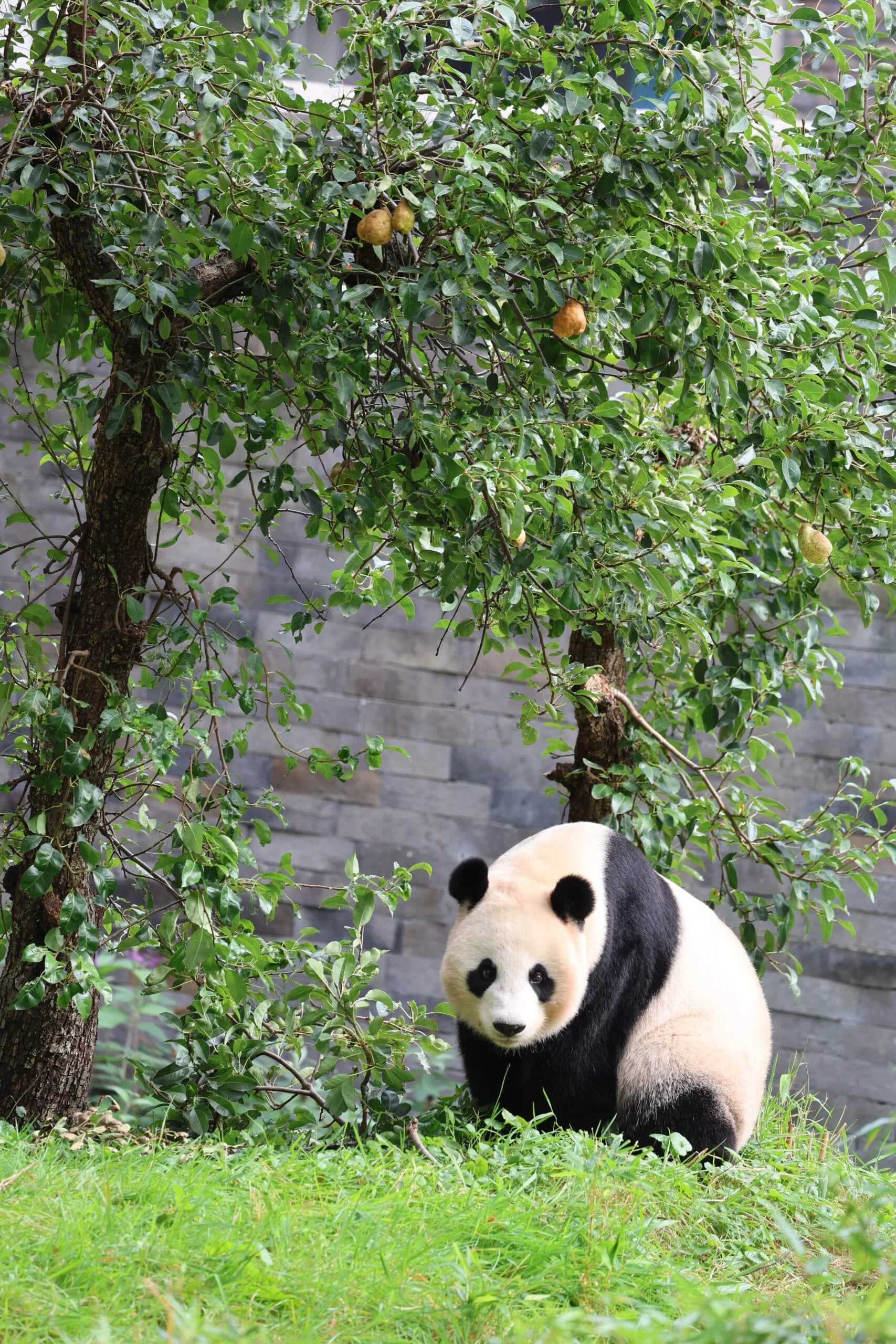 Ouwehands Dierenpark Rhenen