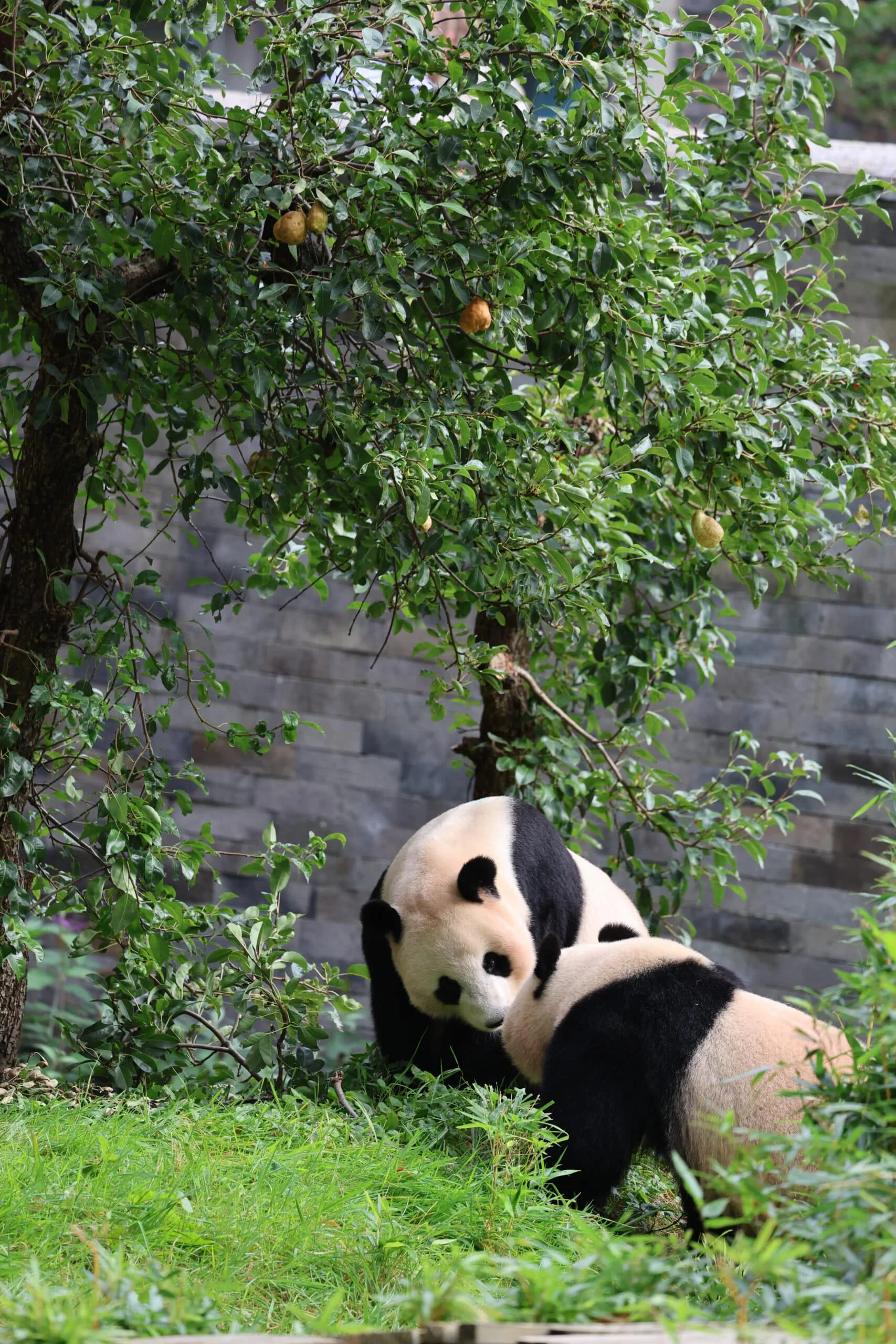 Ouwehands Dierenpark Rhenen