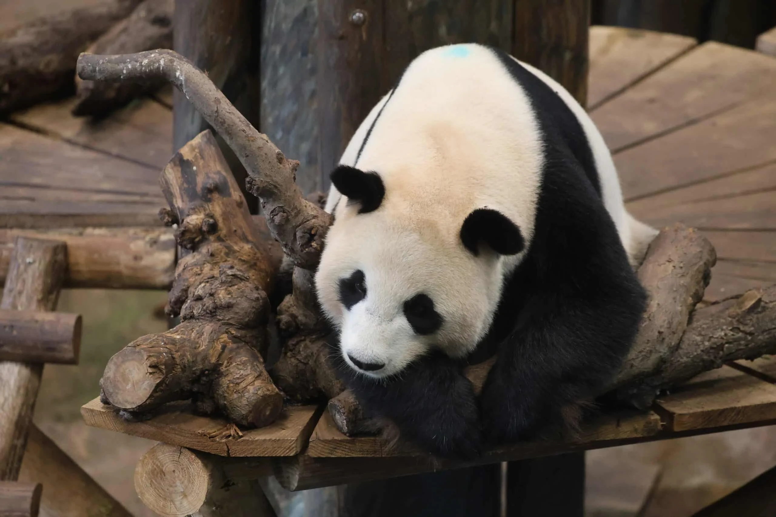 Ouwehands Dierenpark Rhenen