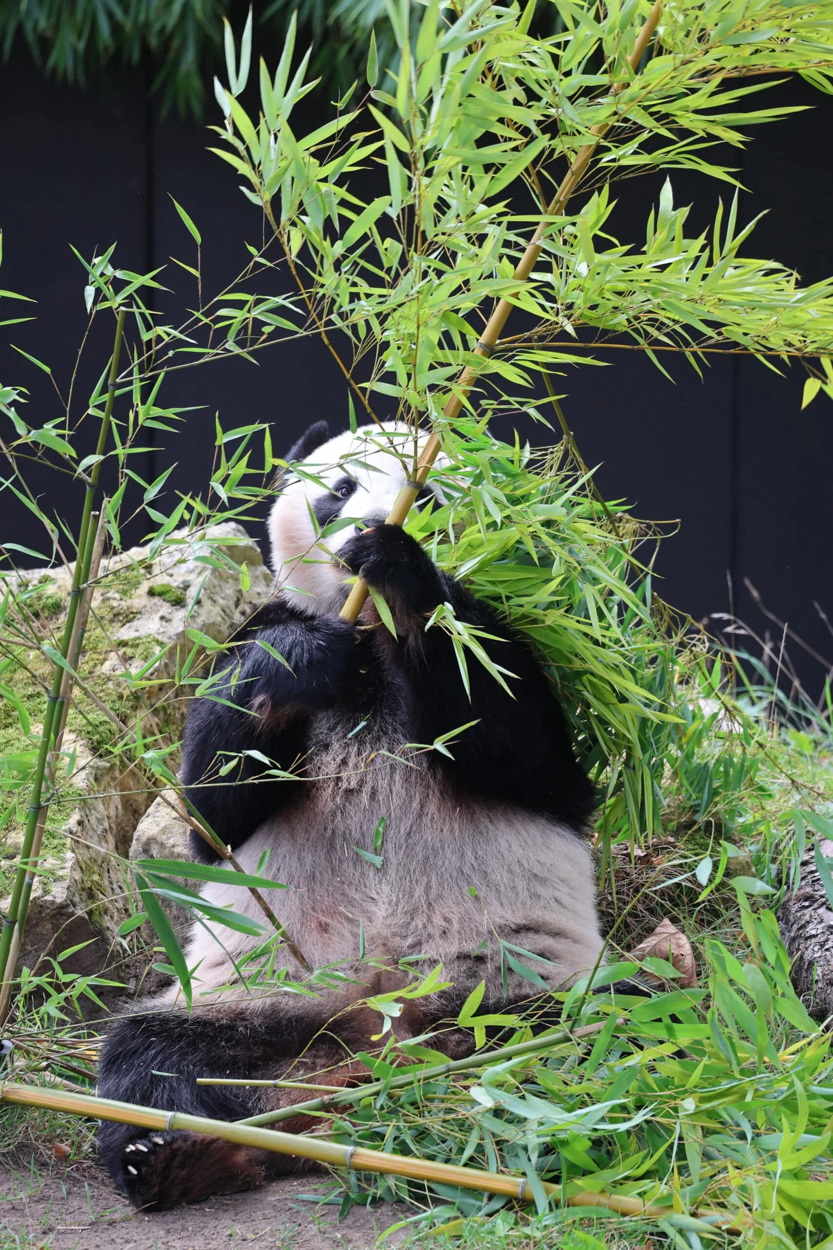 Ouwehands Dierenpark Rhenen