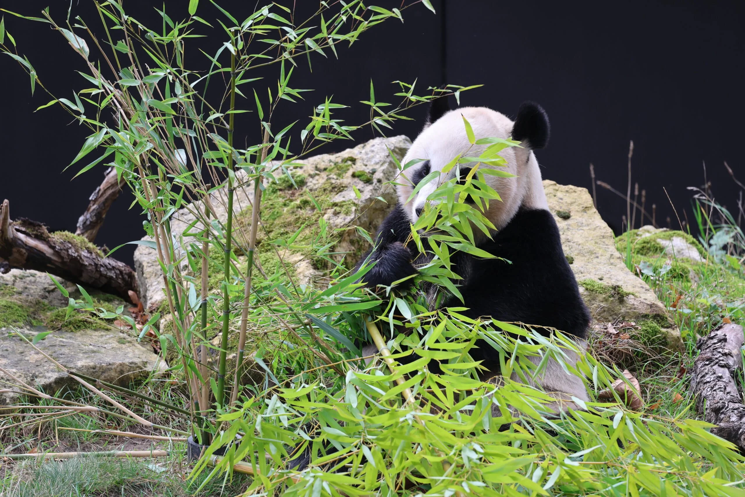 Ouwehands Dierenpark Rhenen