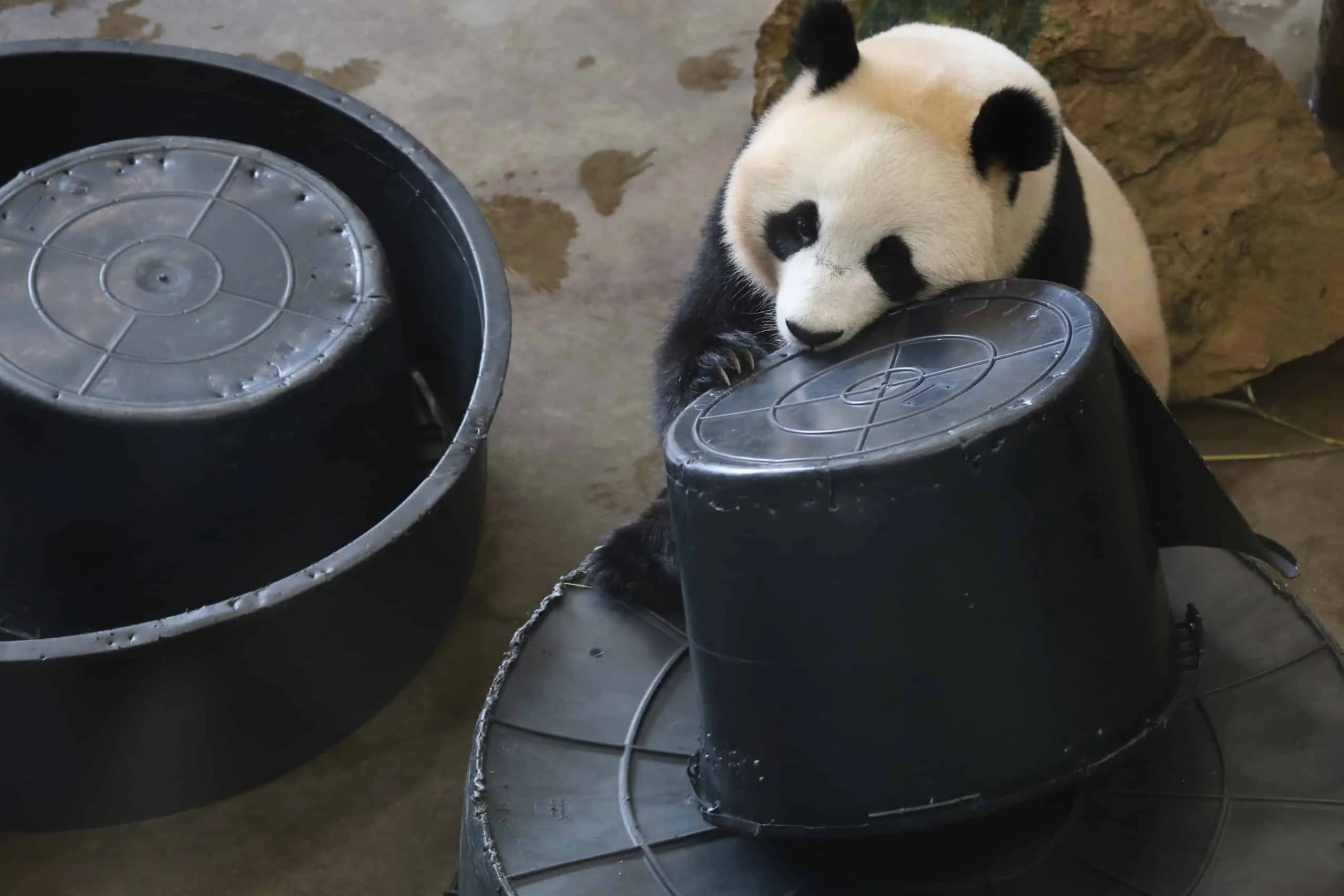 Ouwehands Dierenpark Rhenen