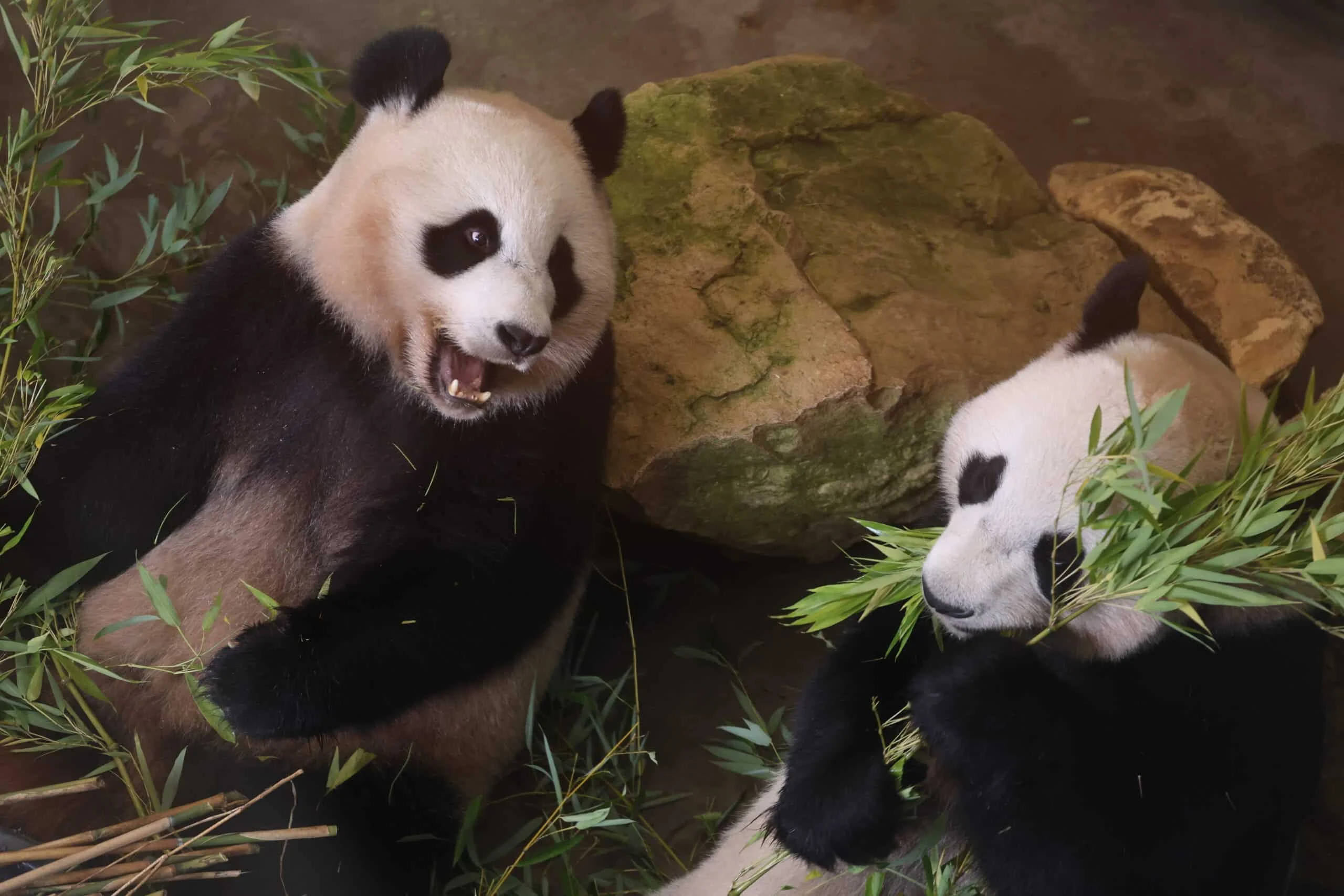 Ouwehands Dierenpark Rhenen