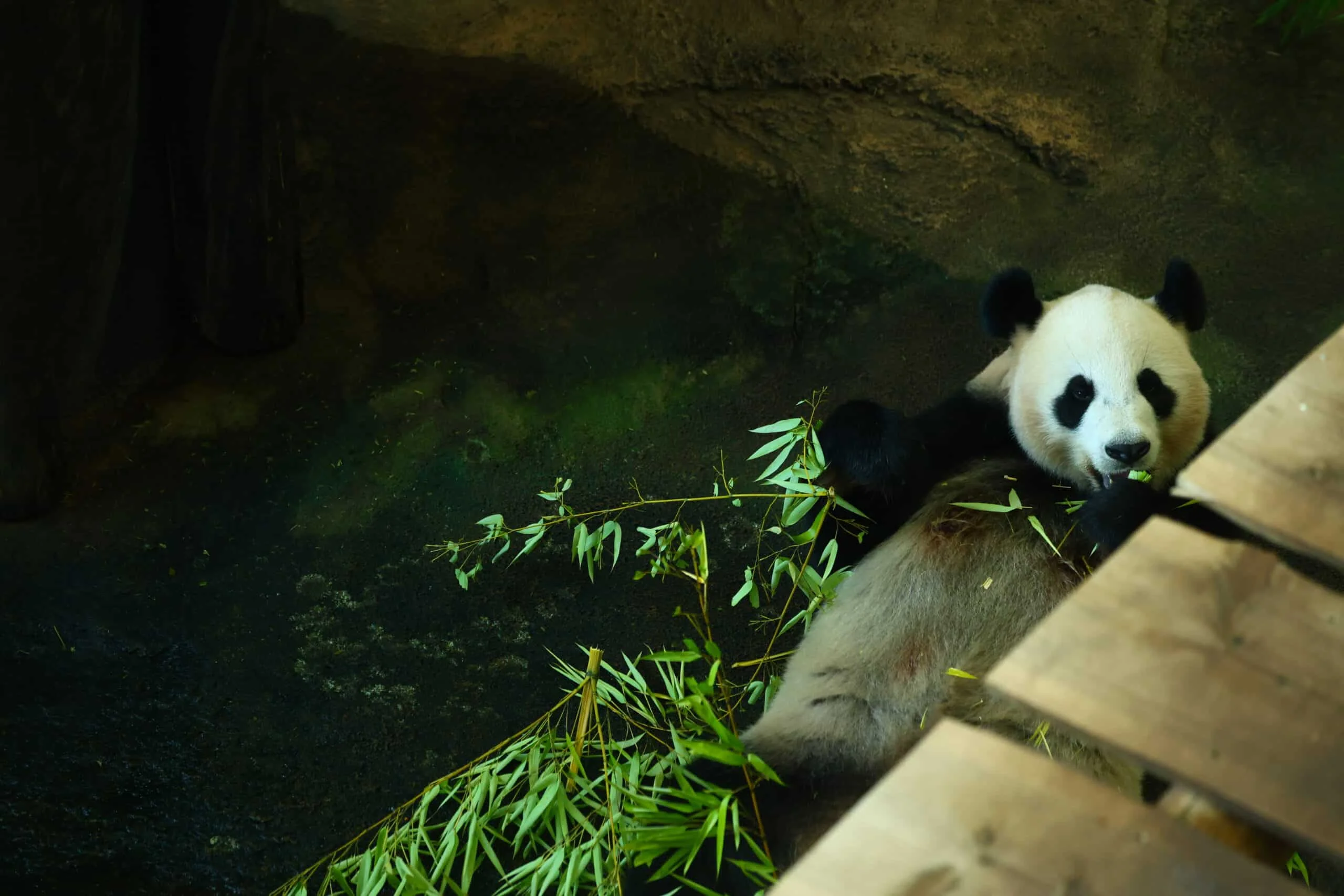 Ouwehands Dierenpark Rhenen