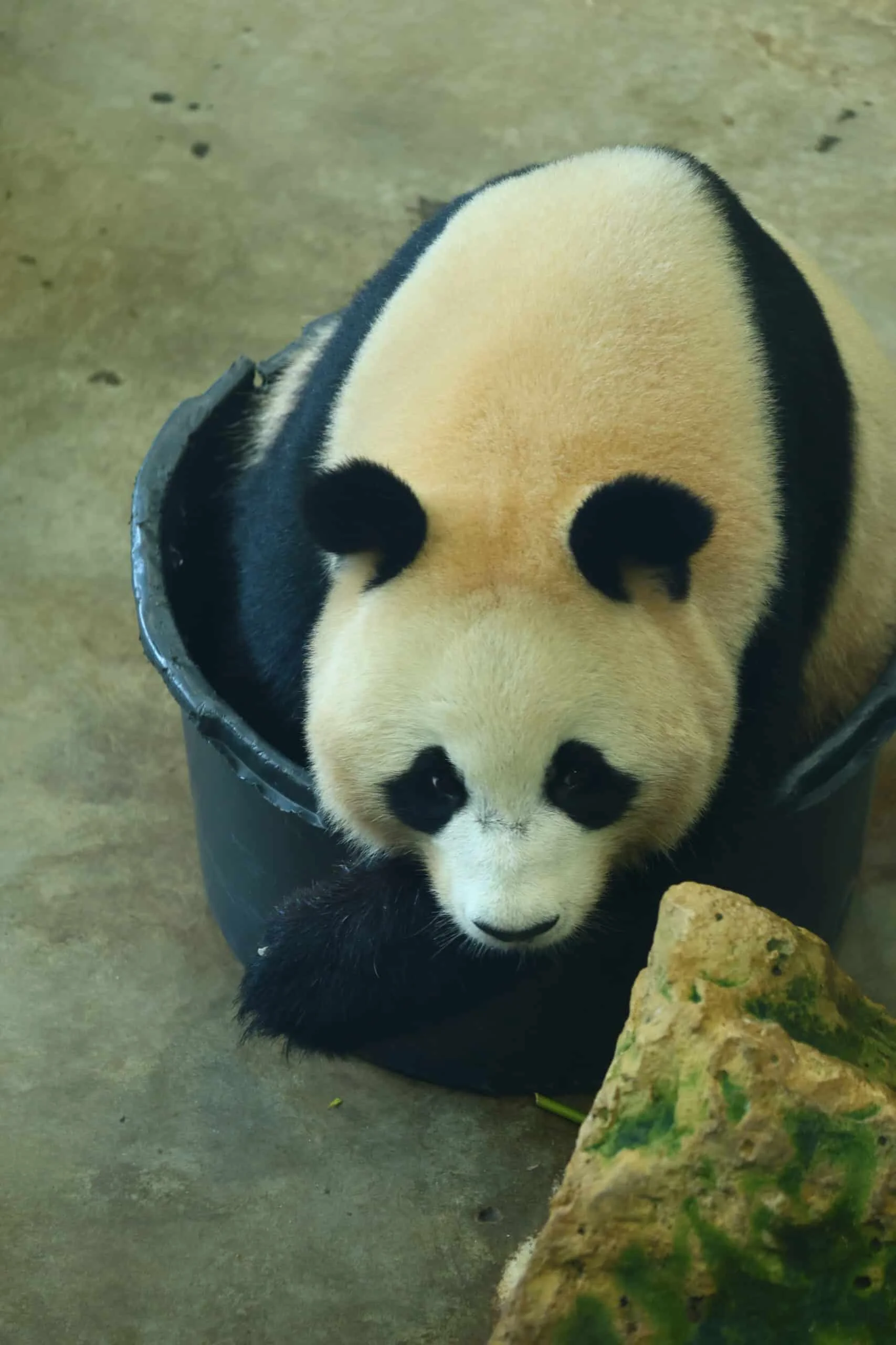 Ouwehands Dierenpark Rhenen