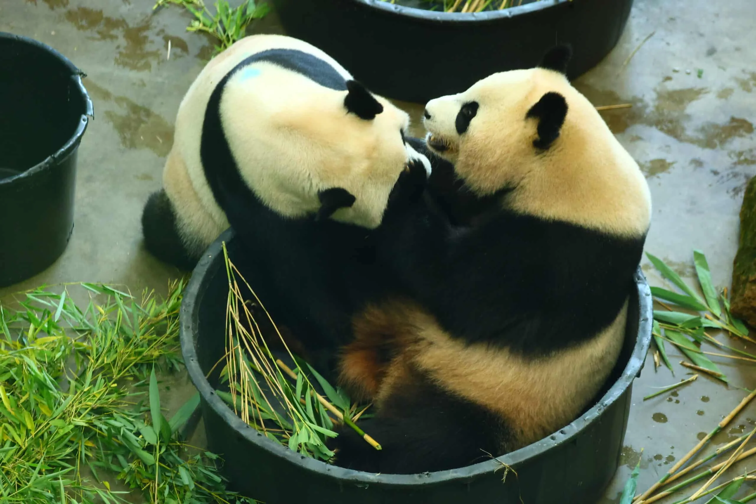Ouwehands Dierenpark Rhenen