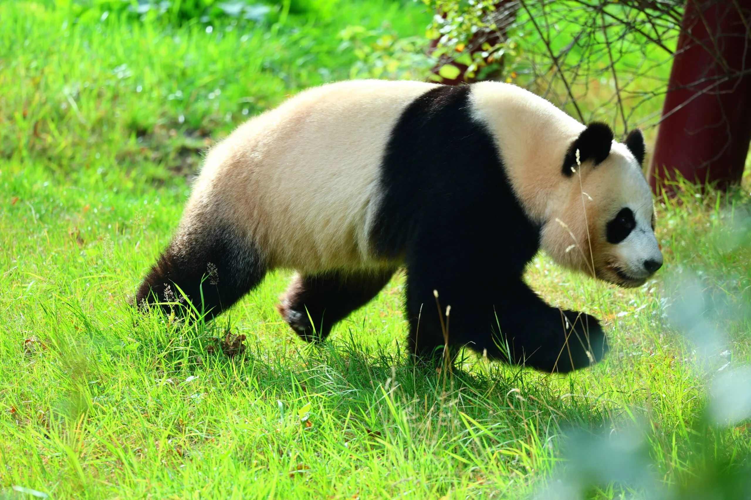 Ouwehands Dierenpark Rhenen