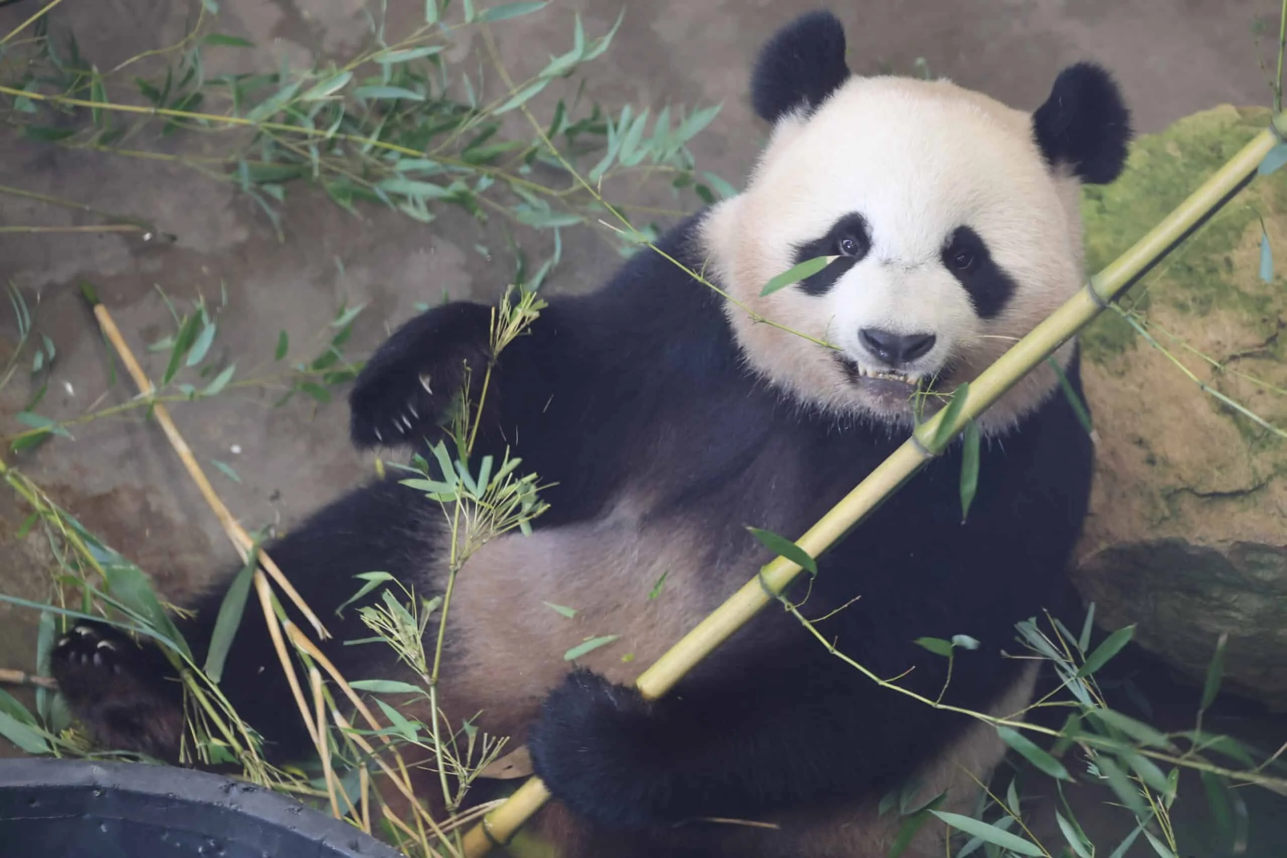 Ouwehands Dierenpark Rhenen