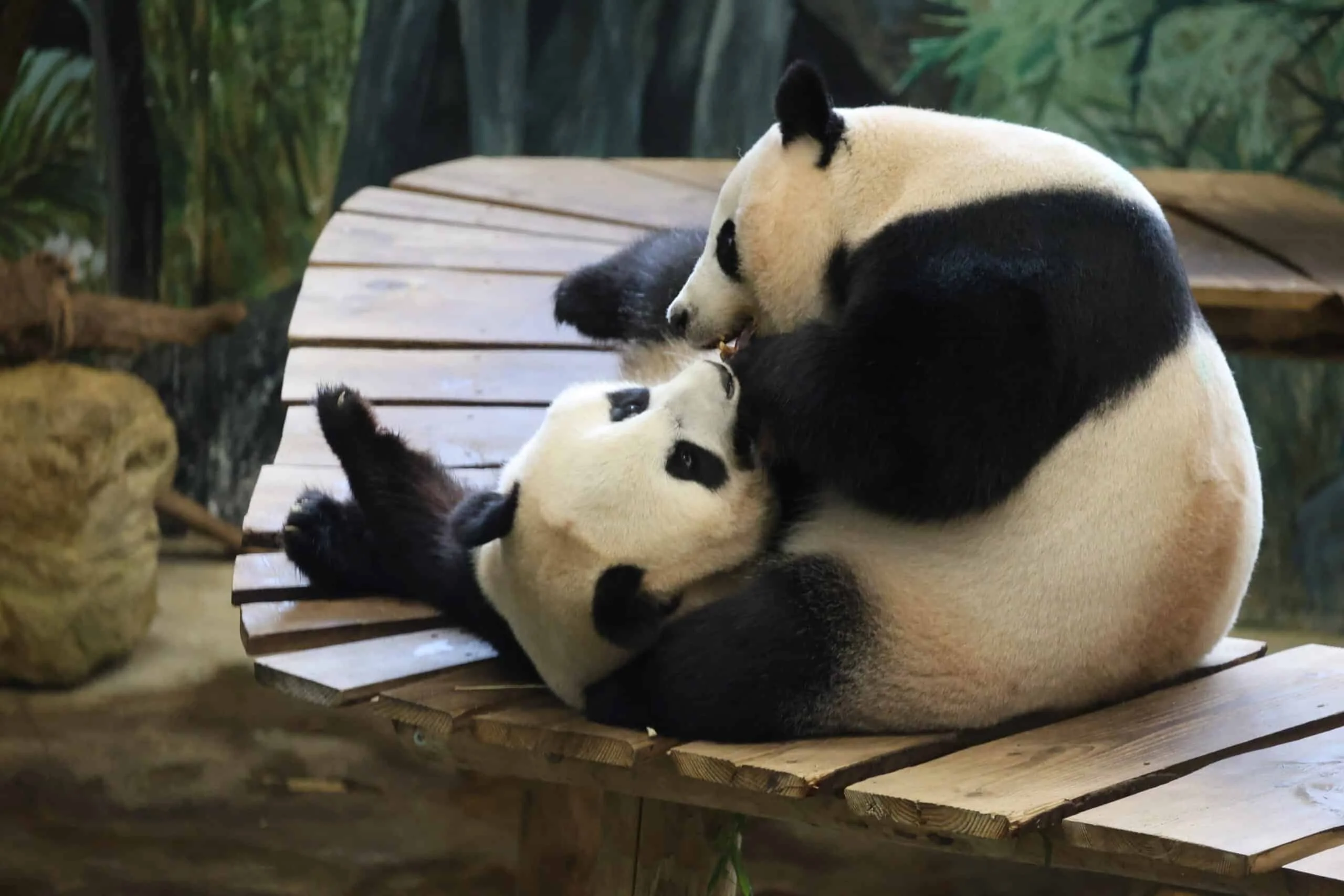 Ouwehands Dierenpark Rhenen