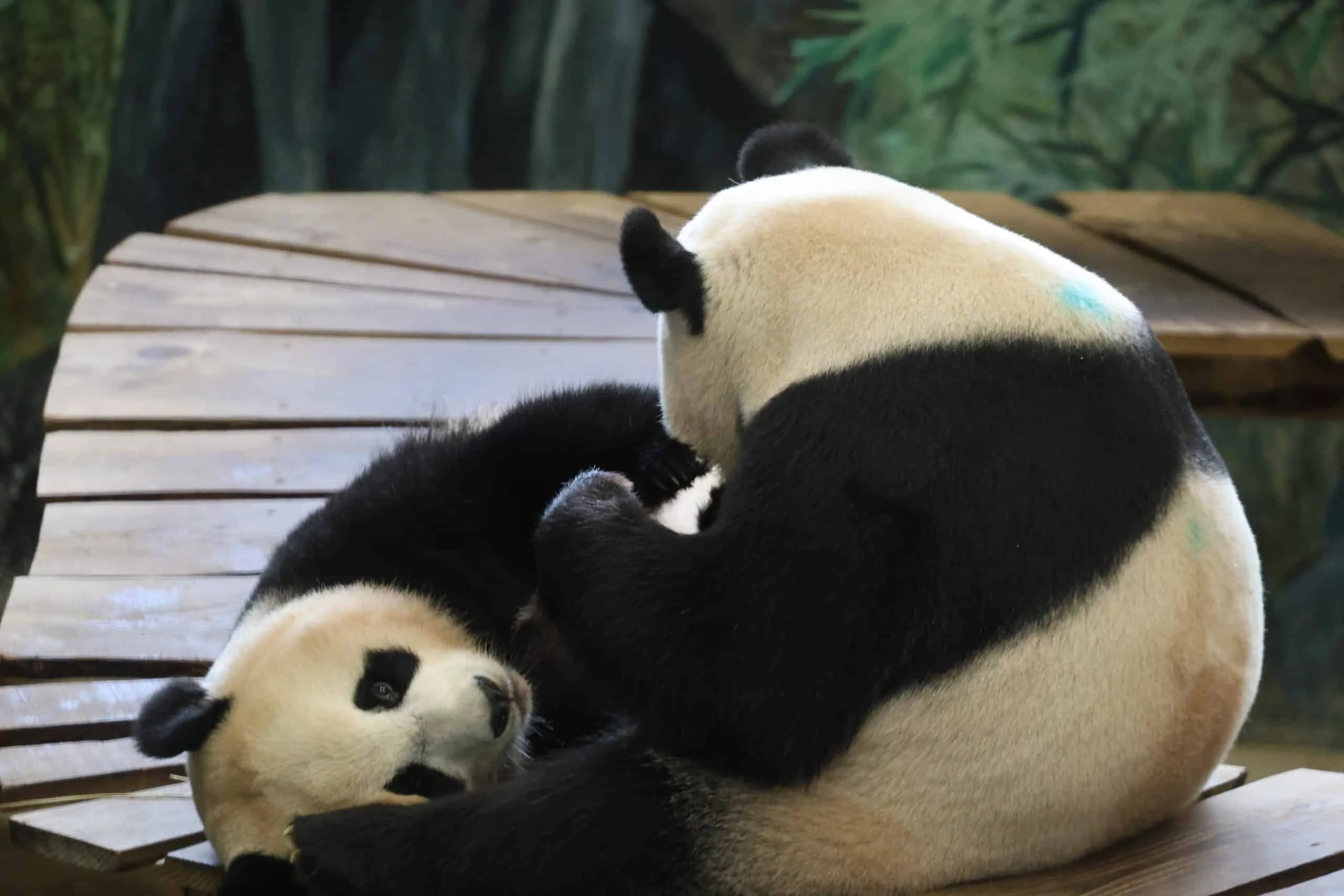 Ouwehands Dierenpark Rhenen