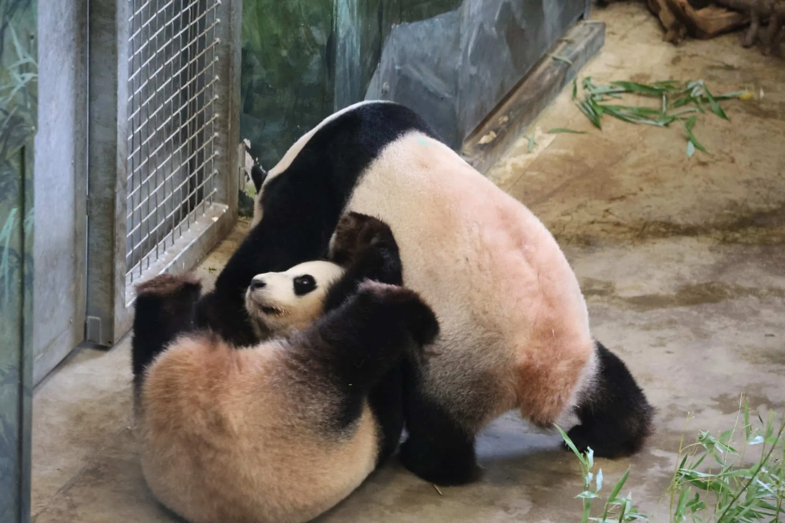 Ouwehands Dierenpark Rhenen