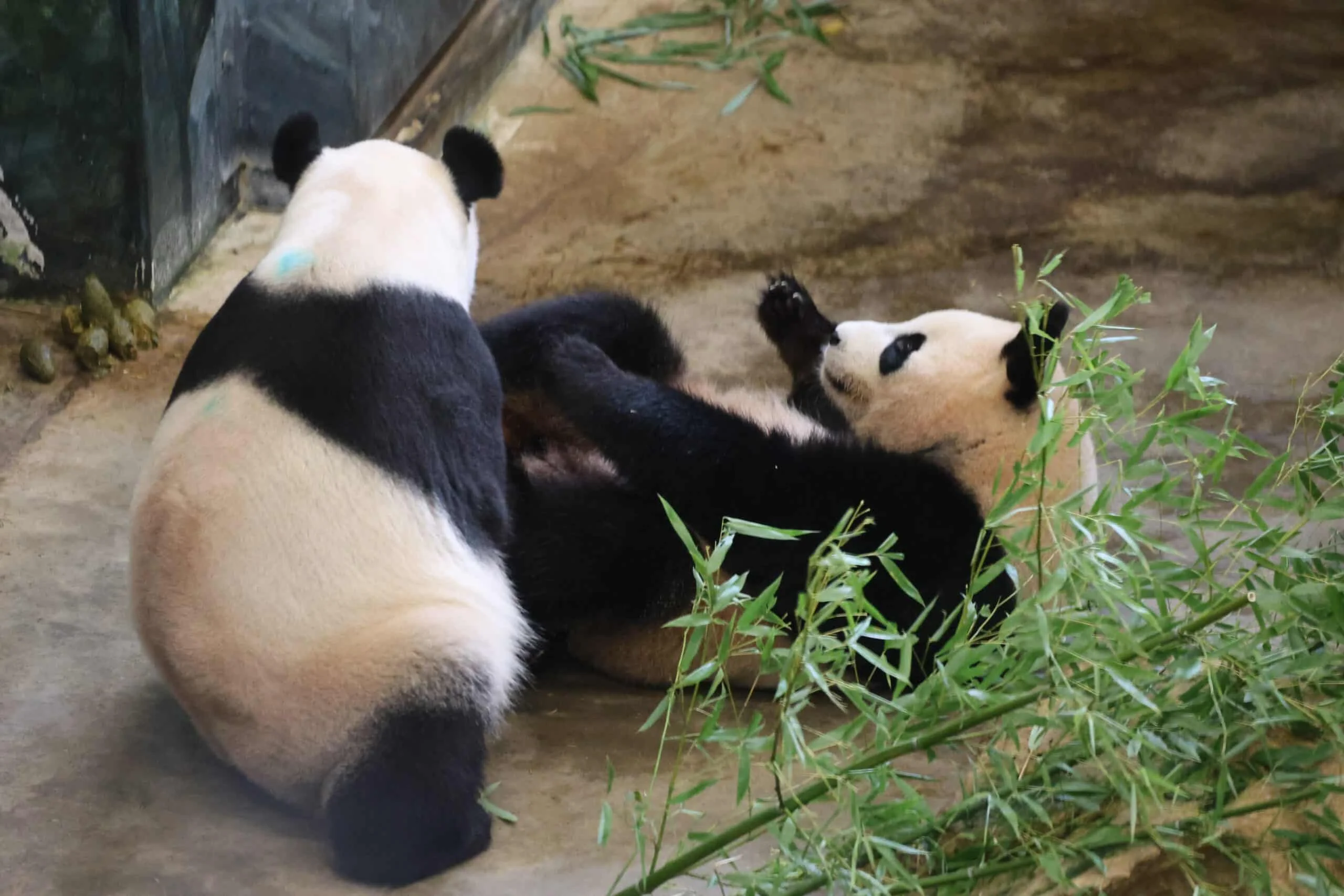 Ouwehands Dierenpark Rhenen