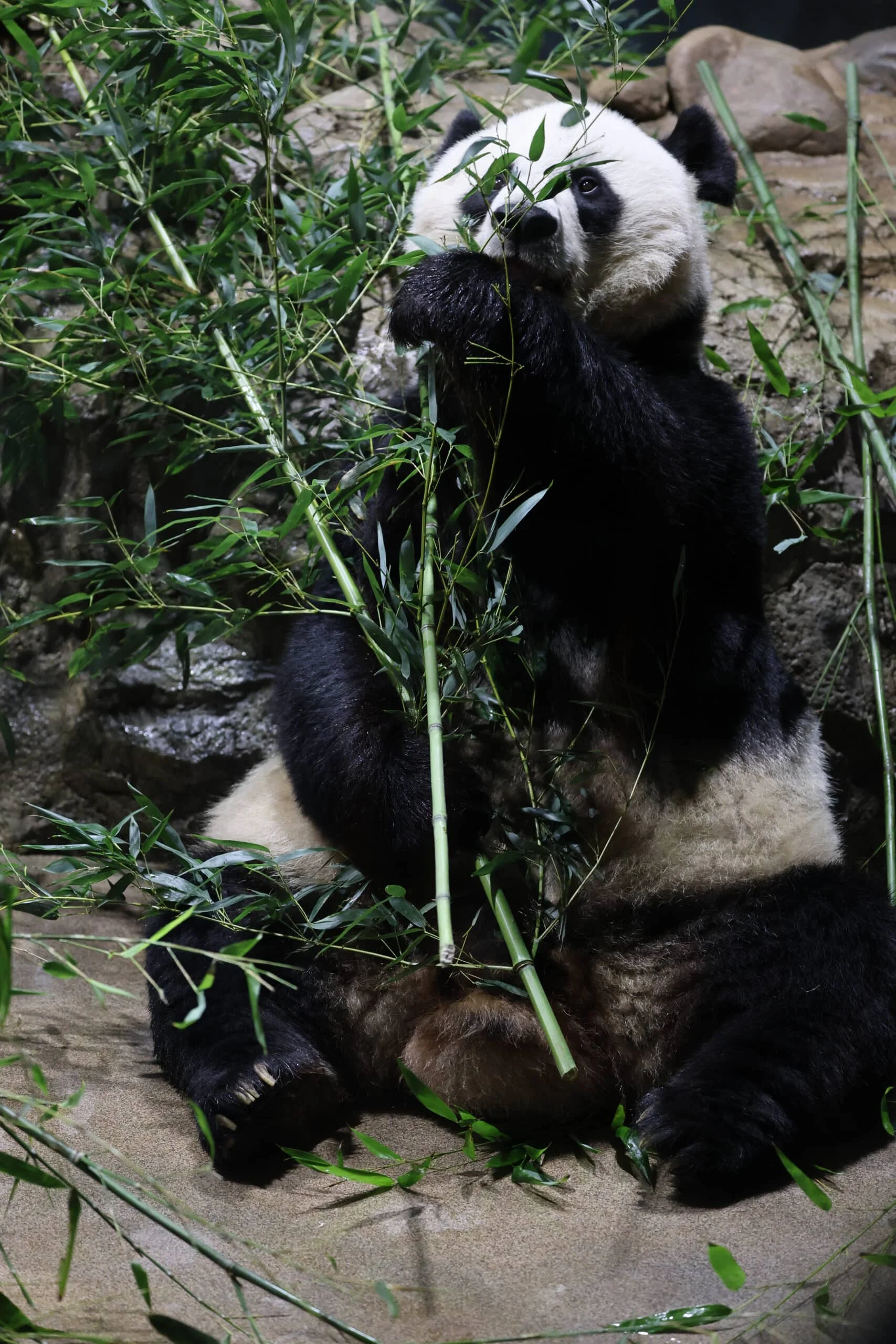 Smithsonian's National Zoo