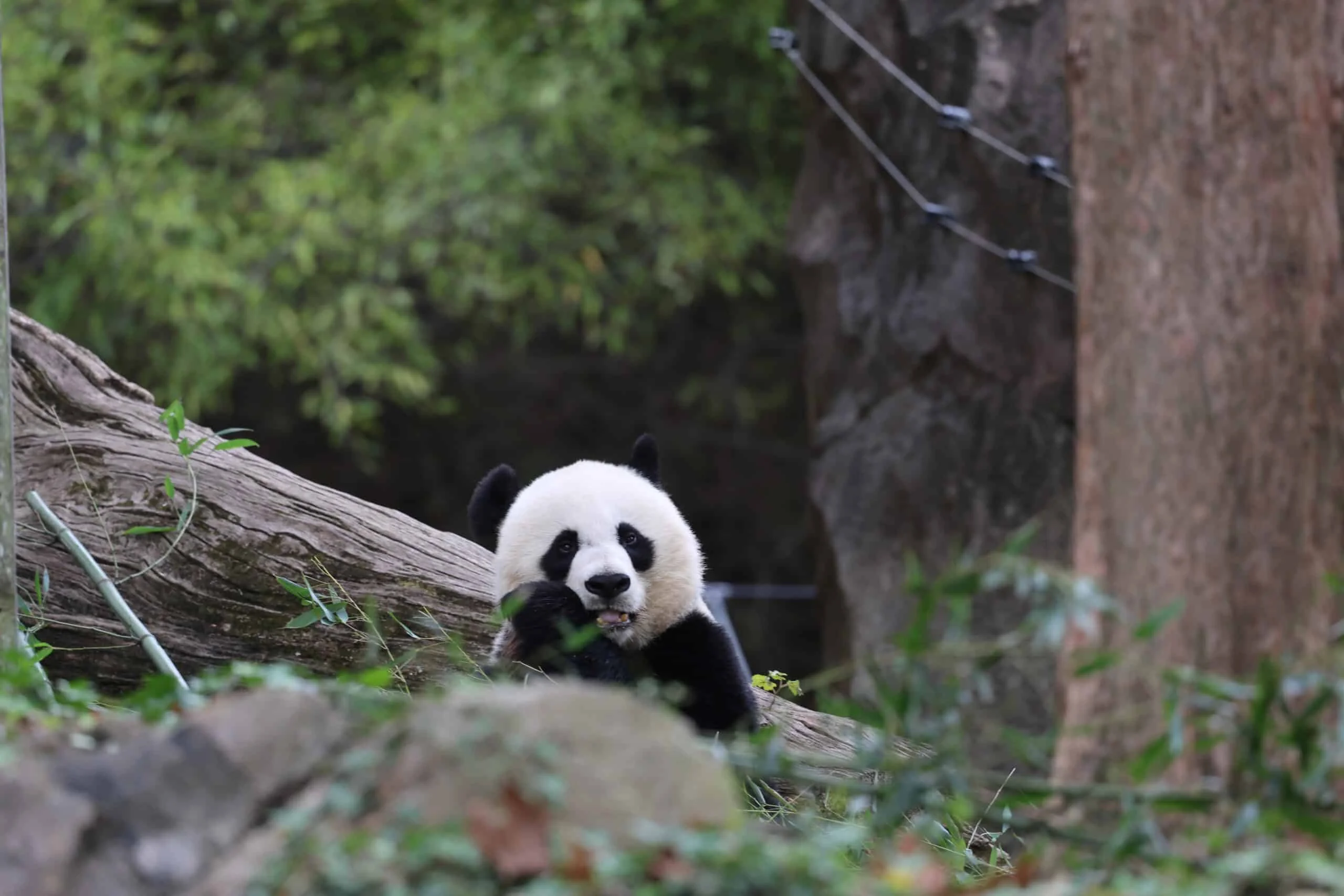 Smithsonian's National Zoo