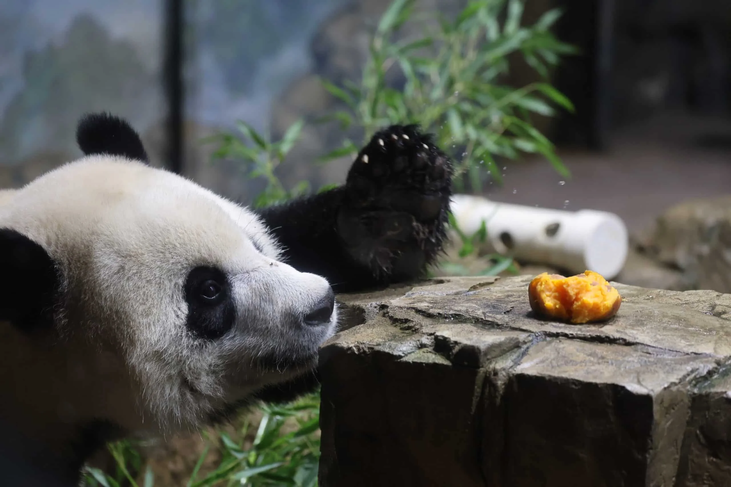 Smithsonian's National Zoo