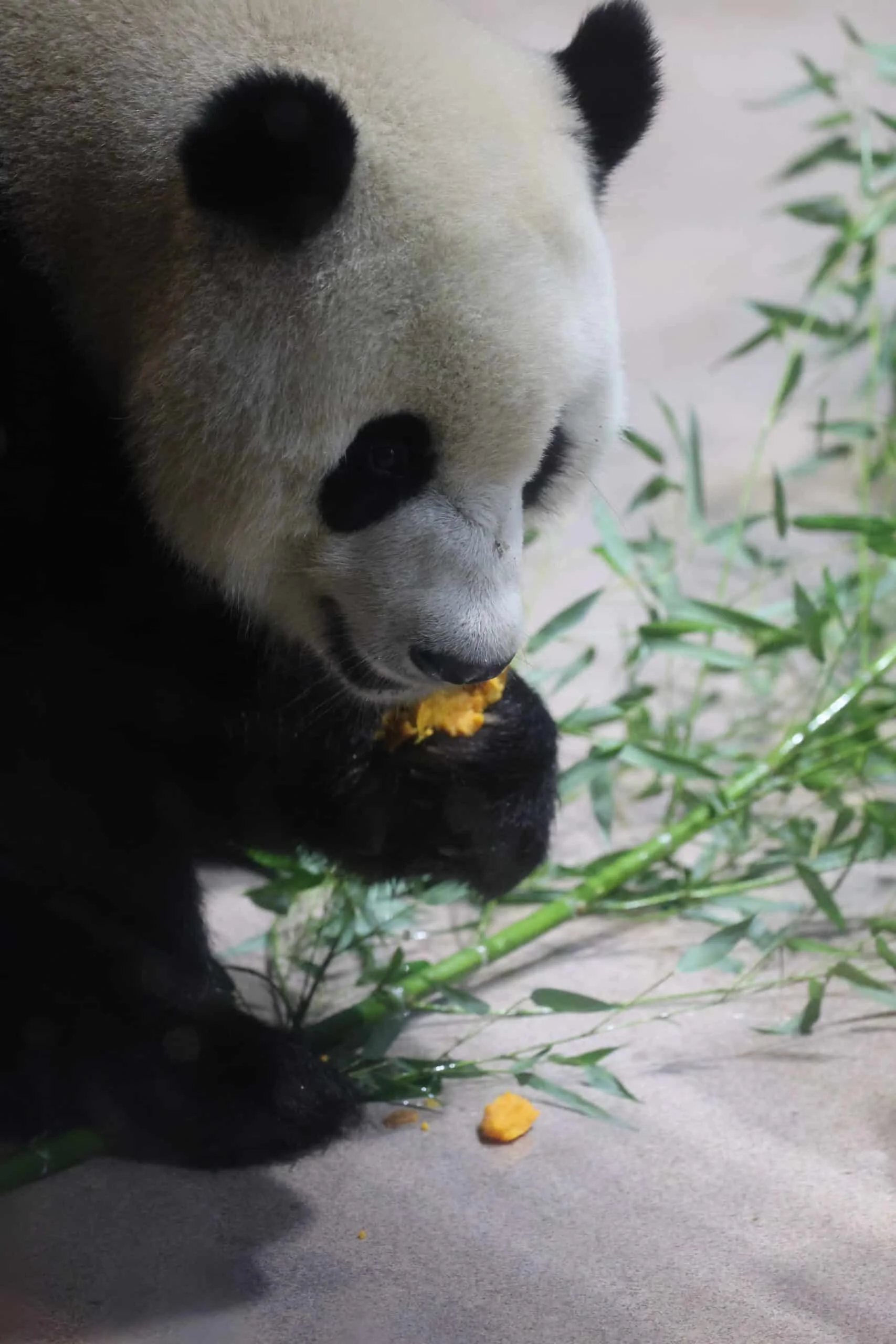 Smithsonian's National Zoo