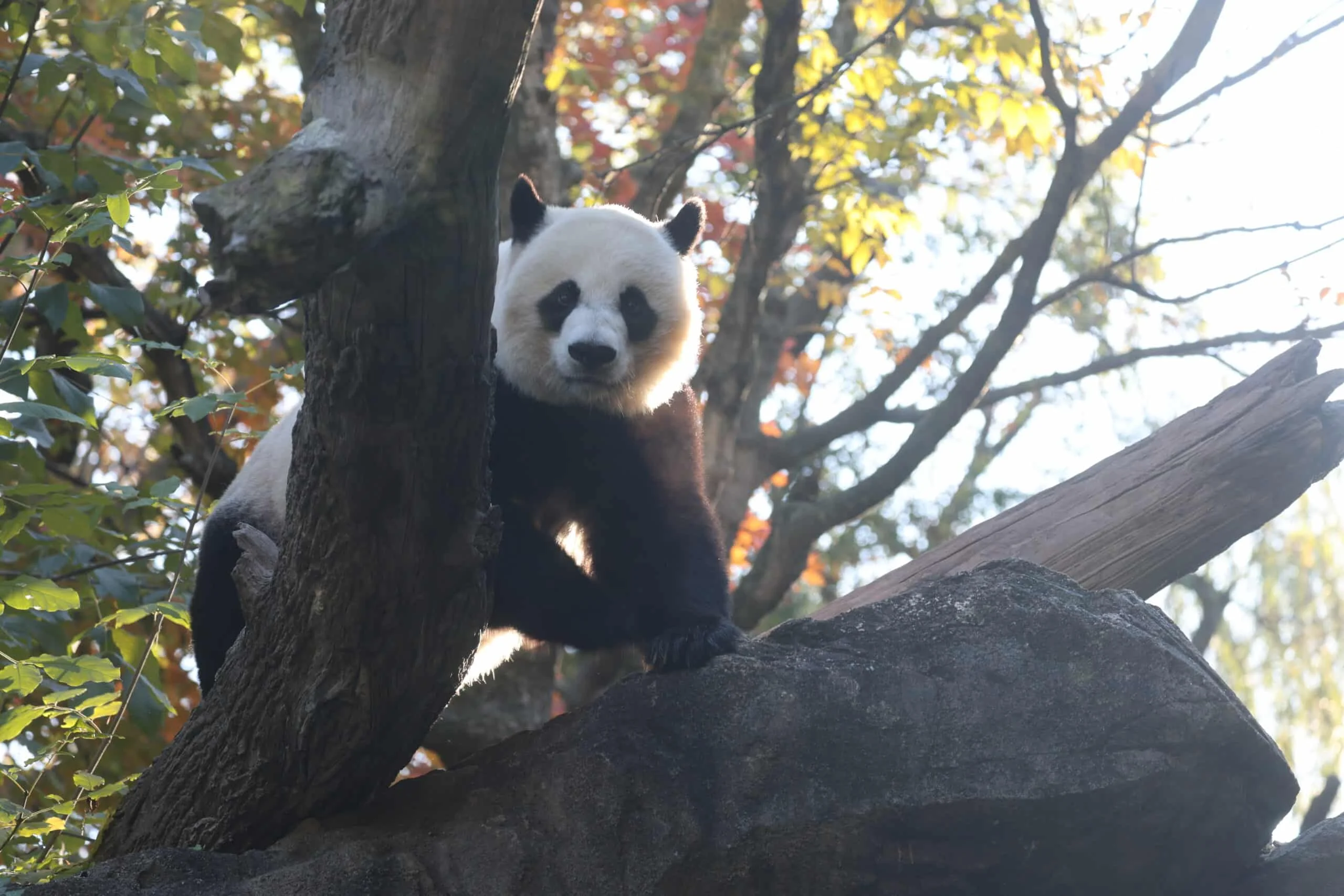 Smithsonian's National Zoo