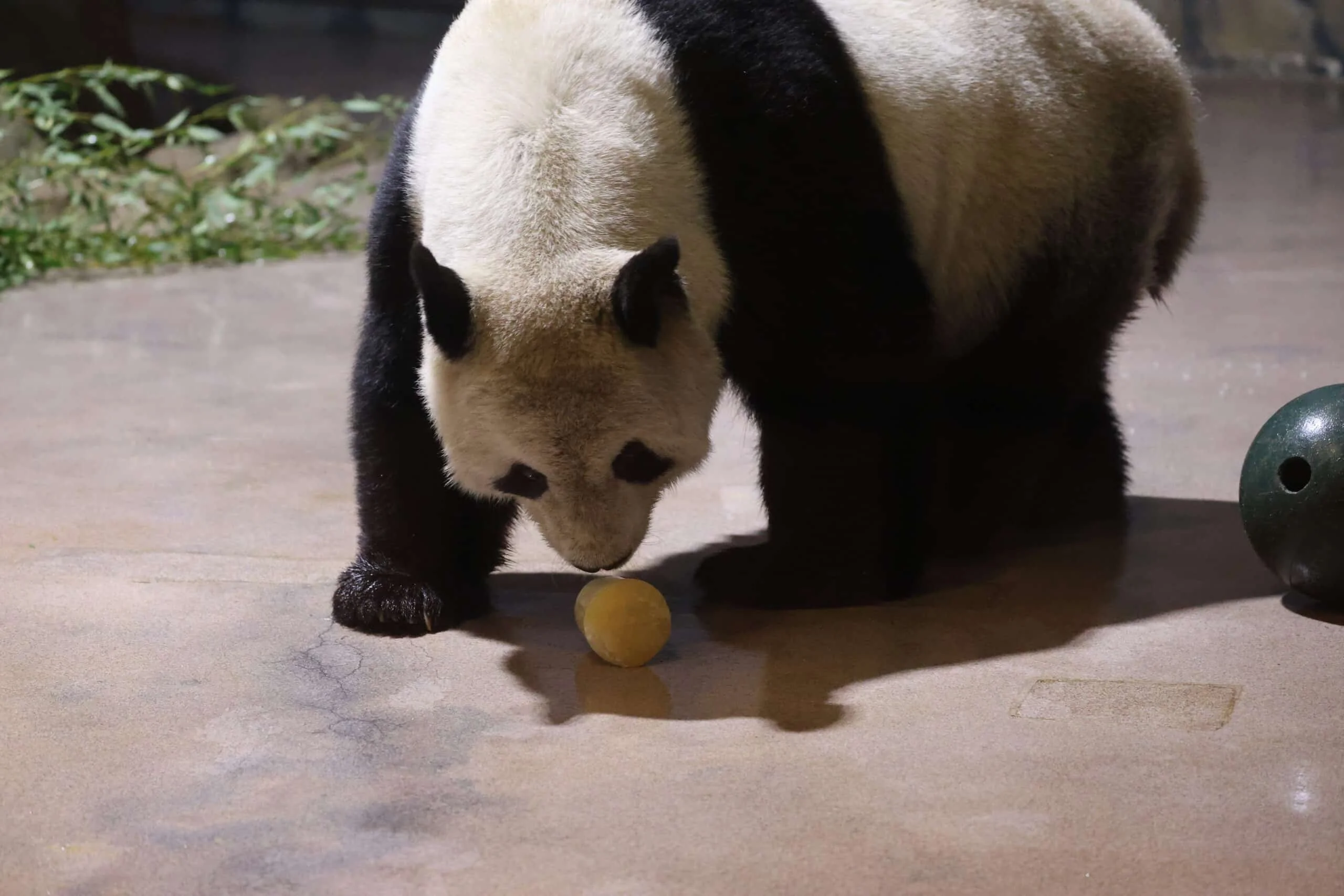 Smithsonian's National Zoo