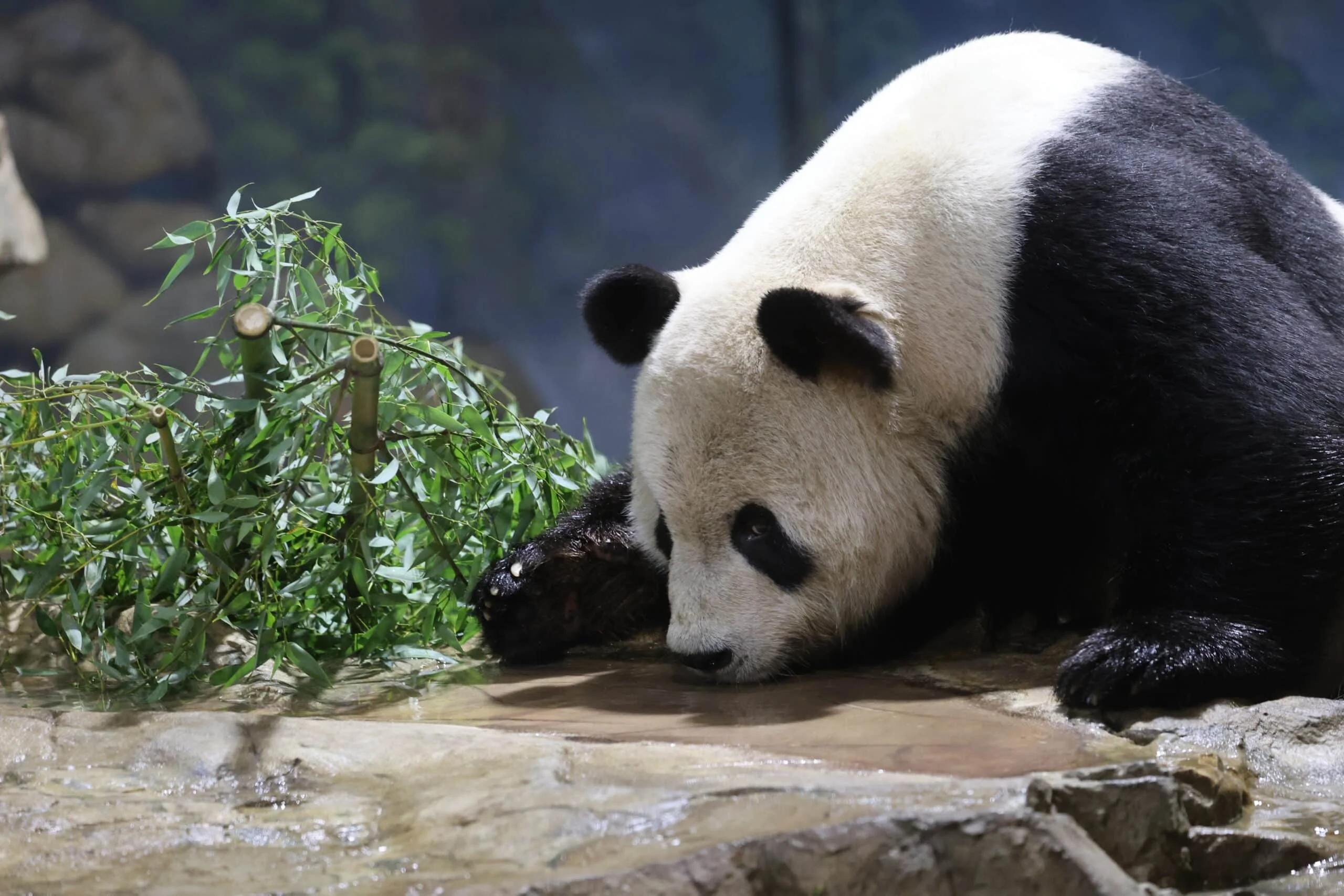 Smithsonian's National Zoo