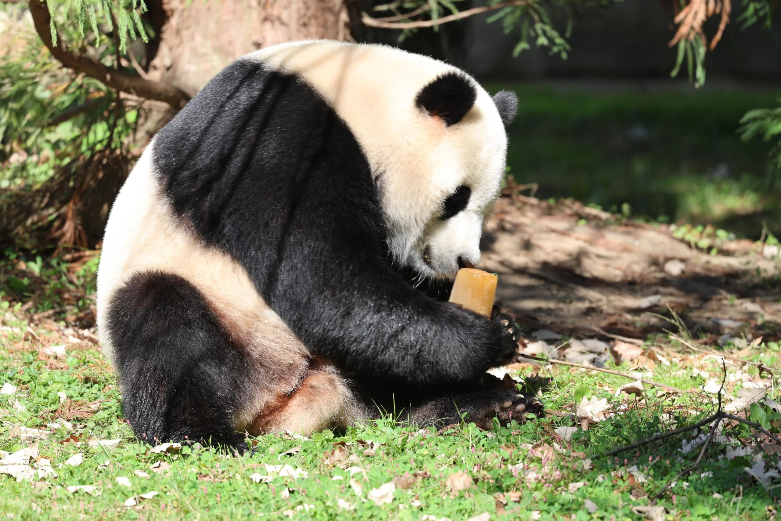 Smithsonian's National Zoo