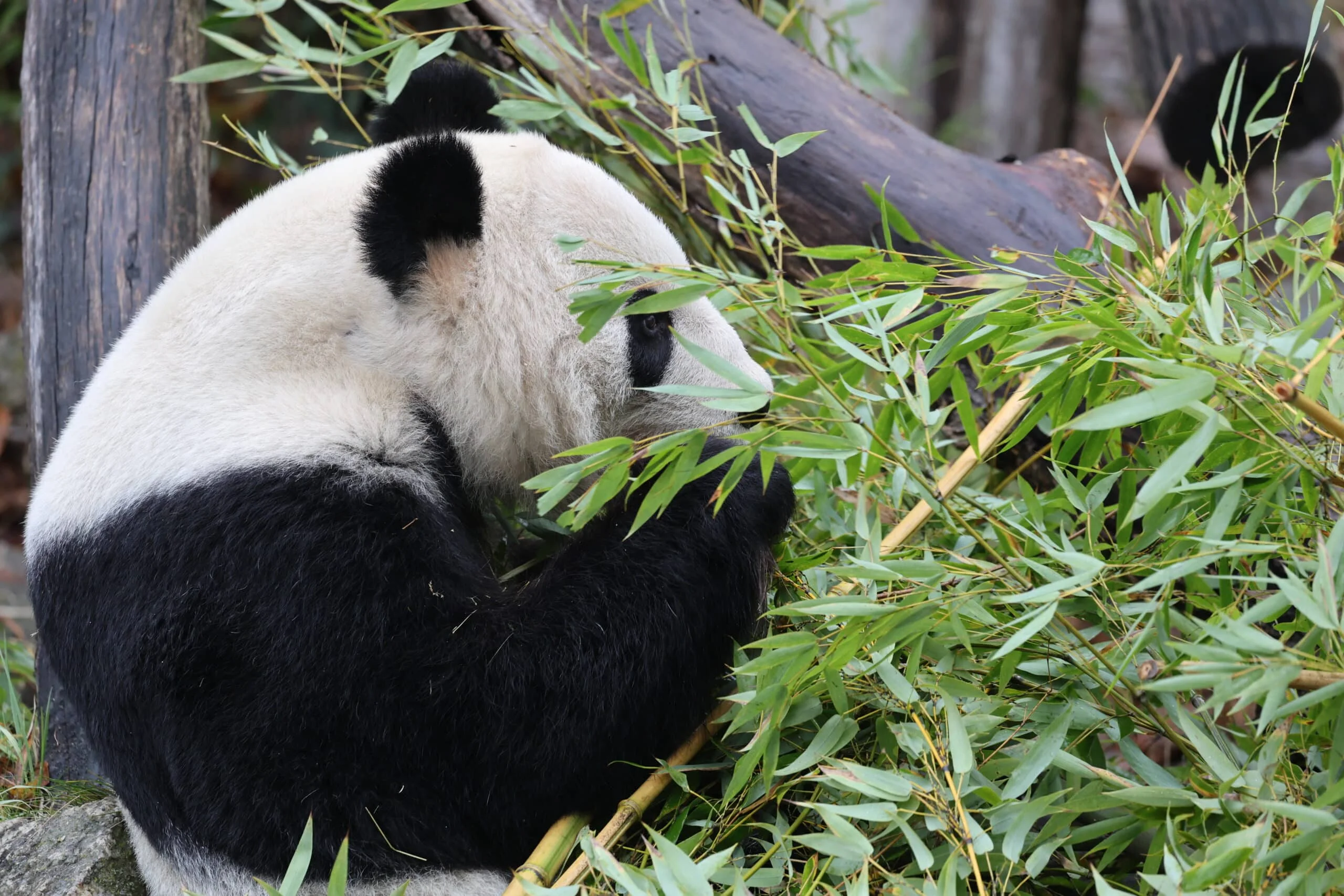 Tiergarten Schönbrunn