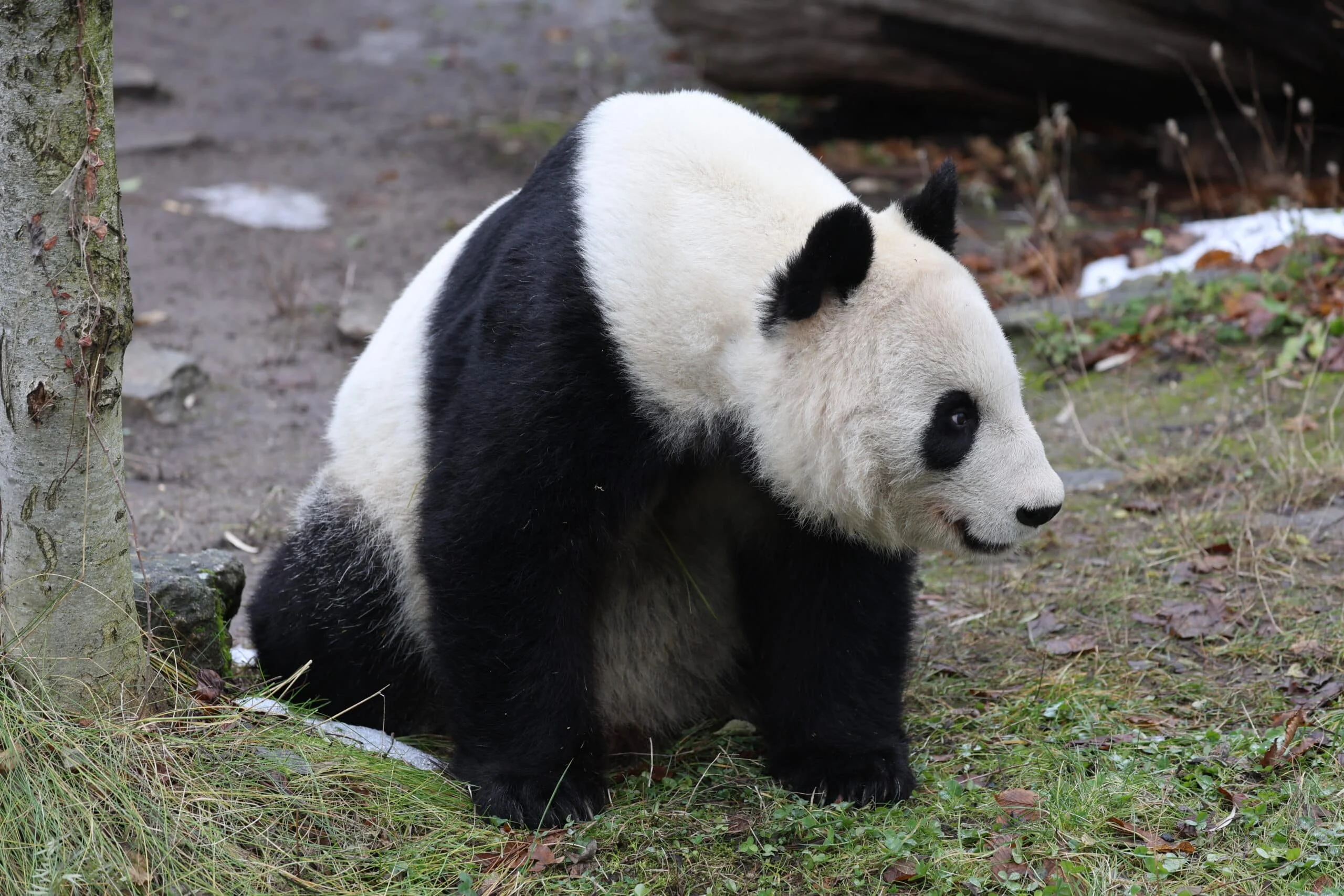 Tiergarten Schönbrunn