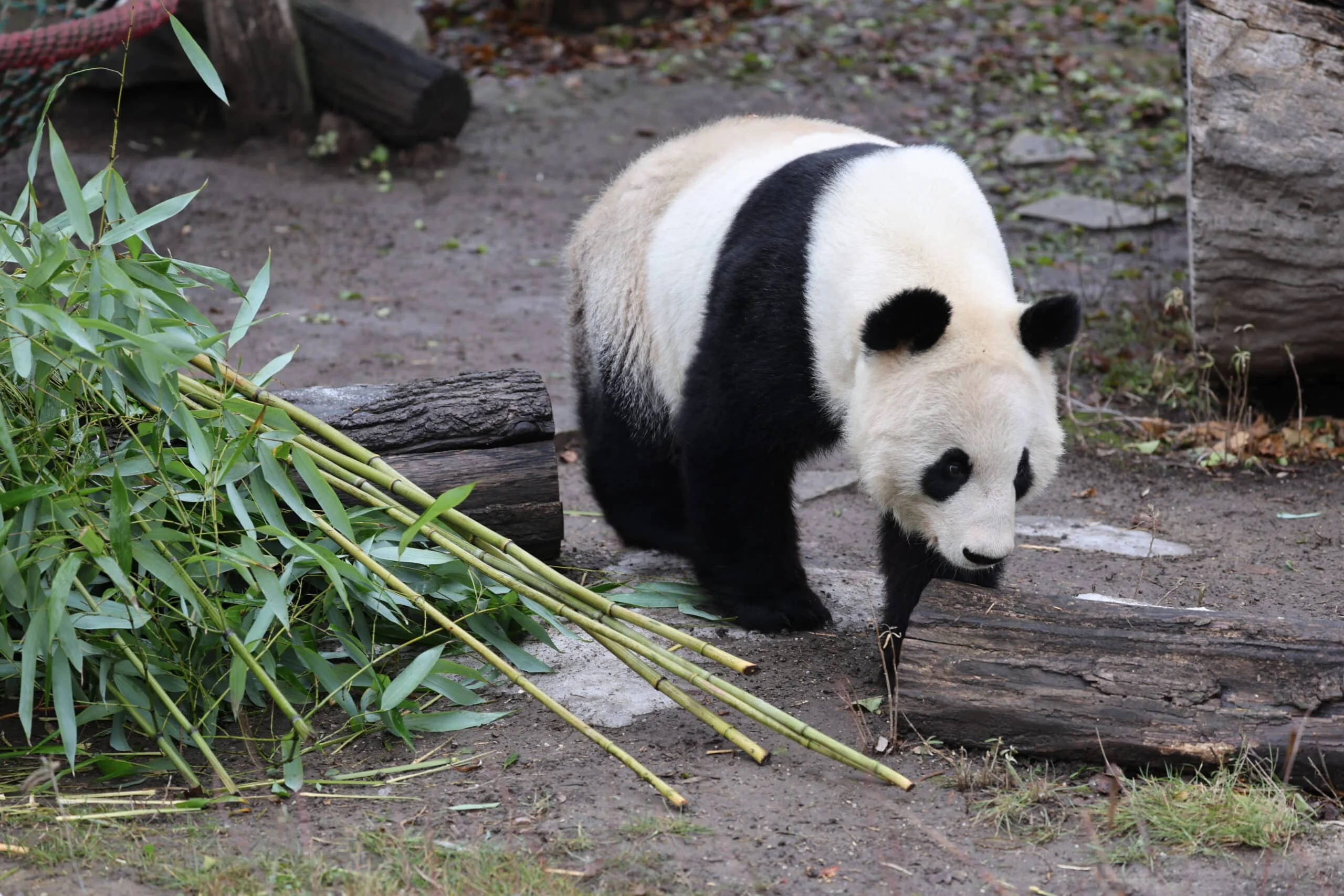 Tiergarten Schönbrunn