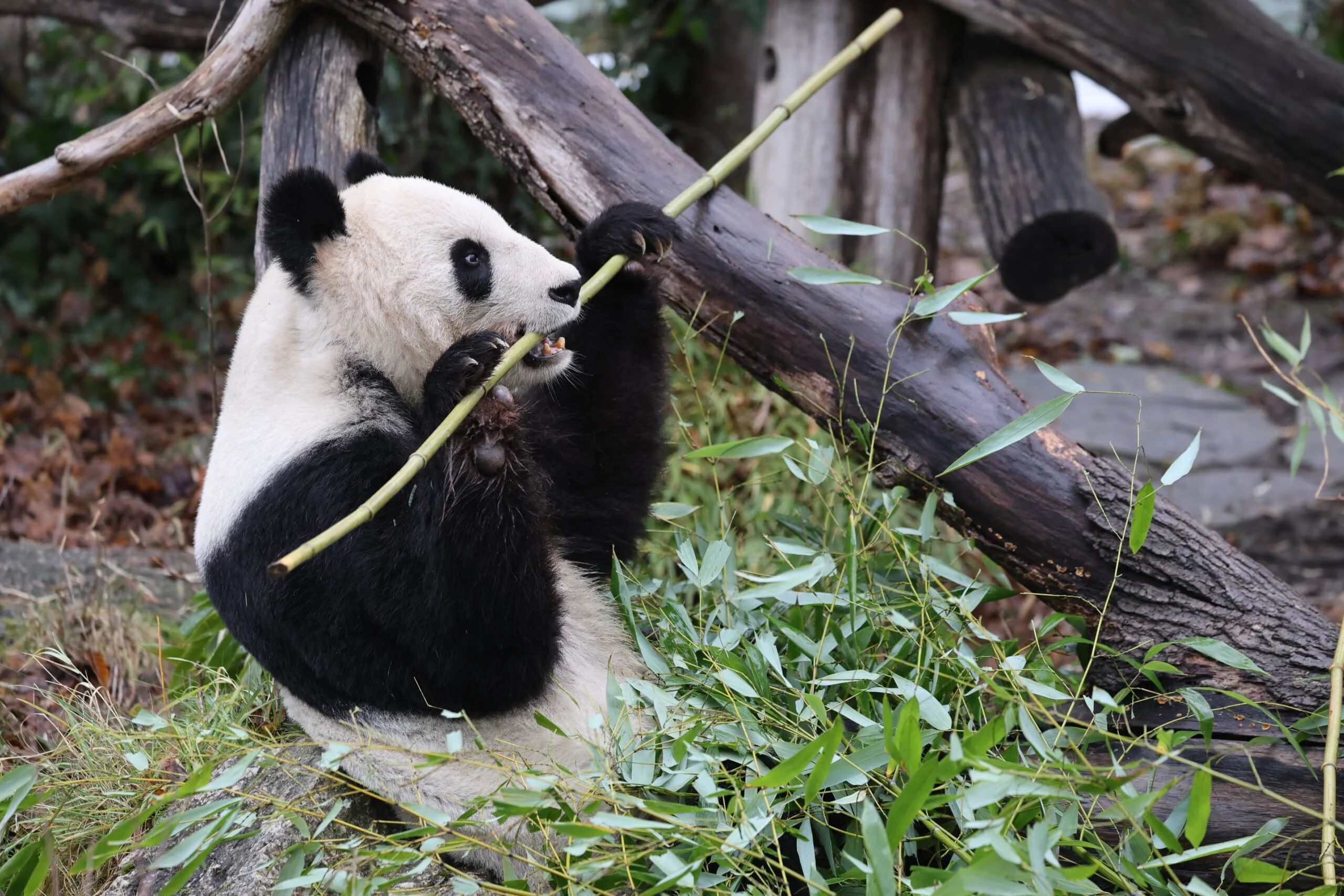 Tiergarten Schönbrunn