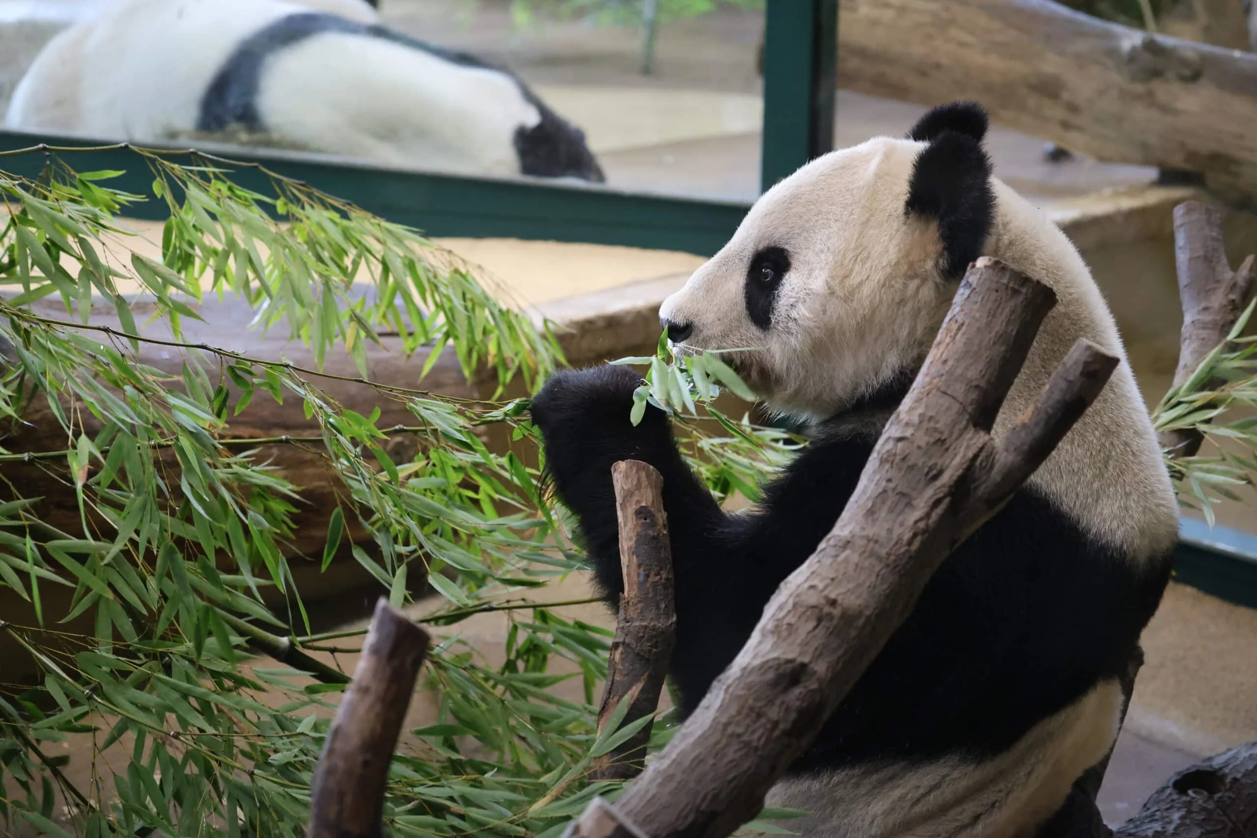 Tiergarten Schönbrunn