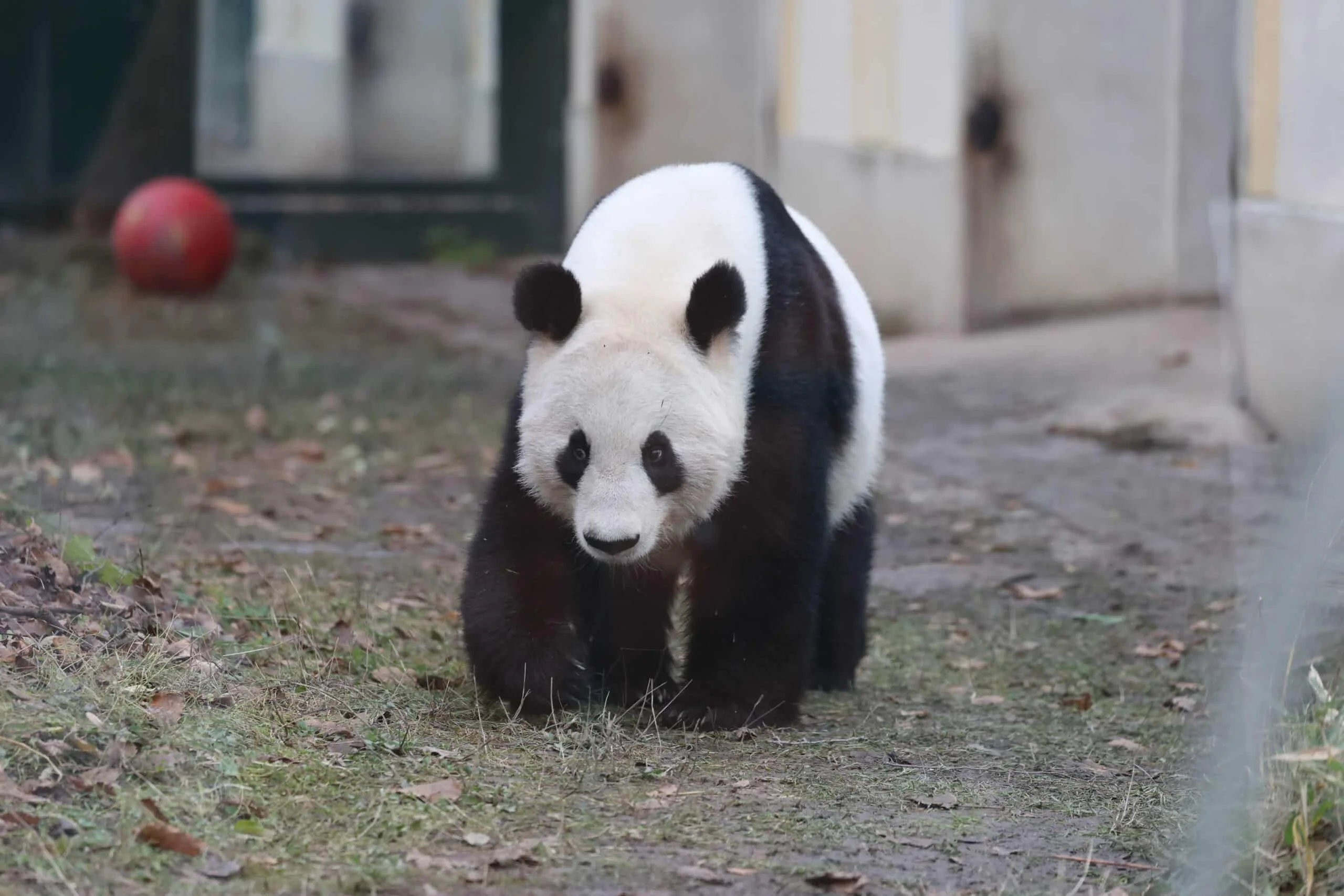 Tiergarten Schönbrunn