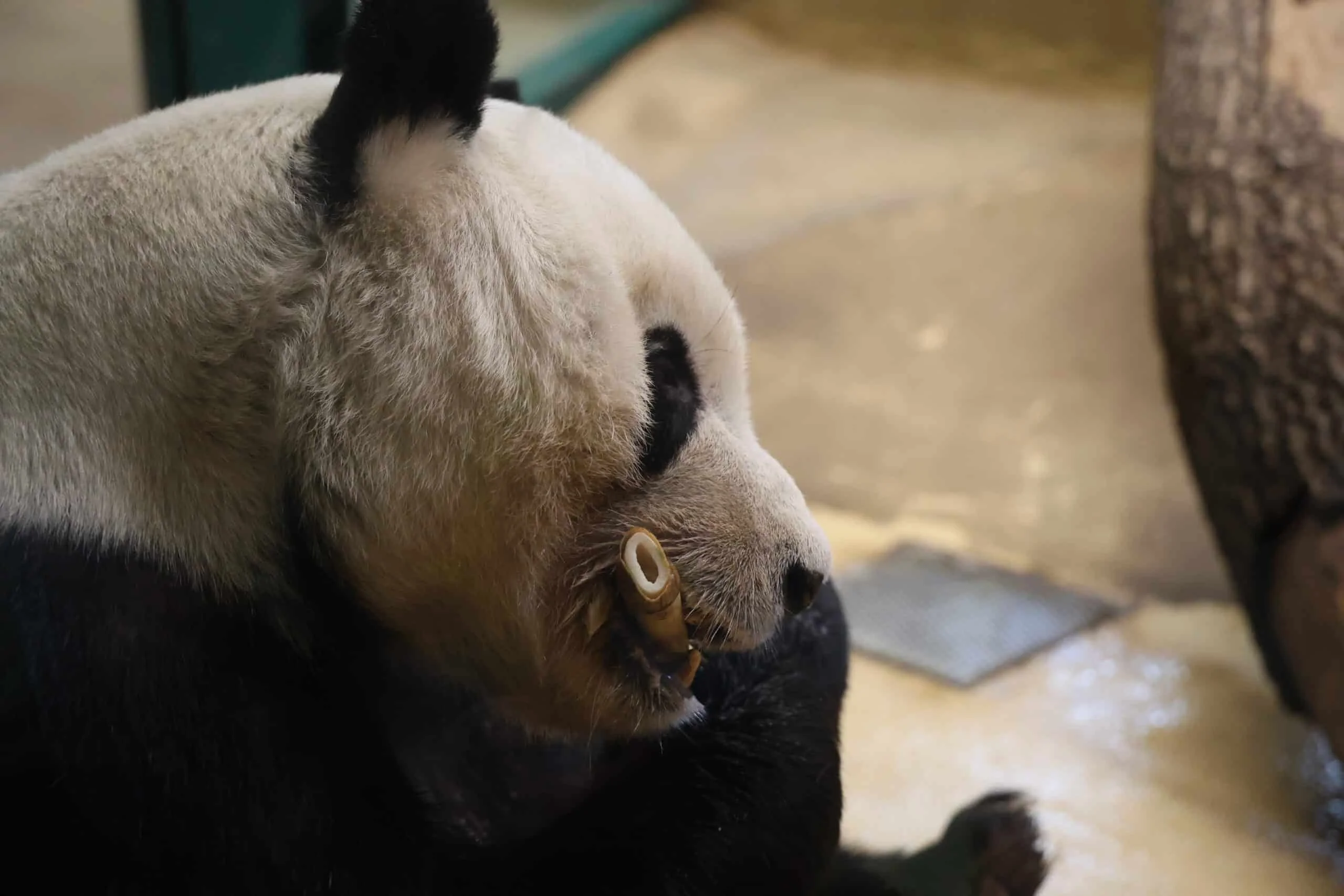 Tiergarten Schönbrunn