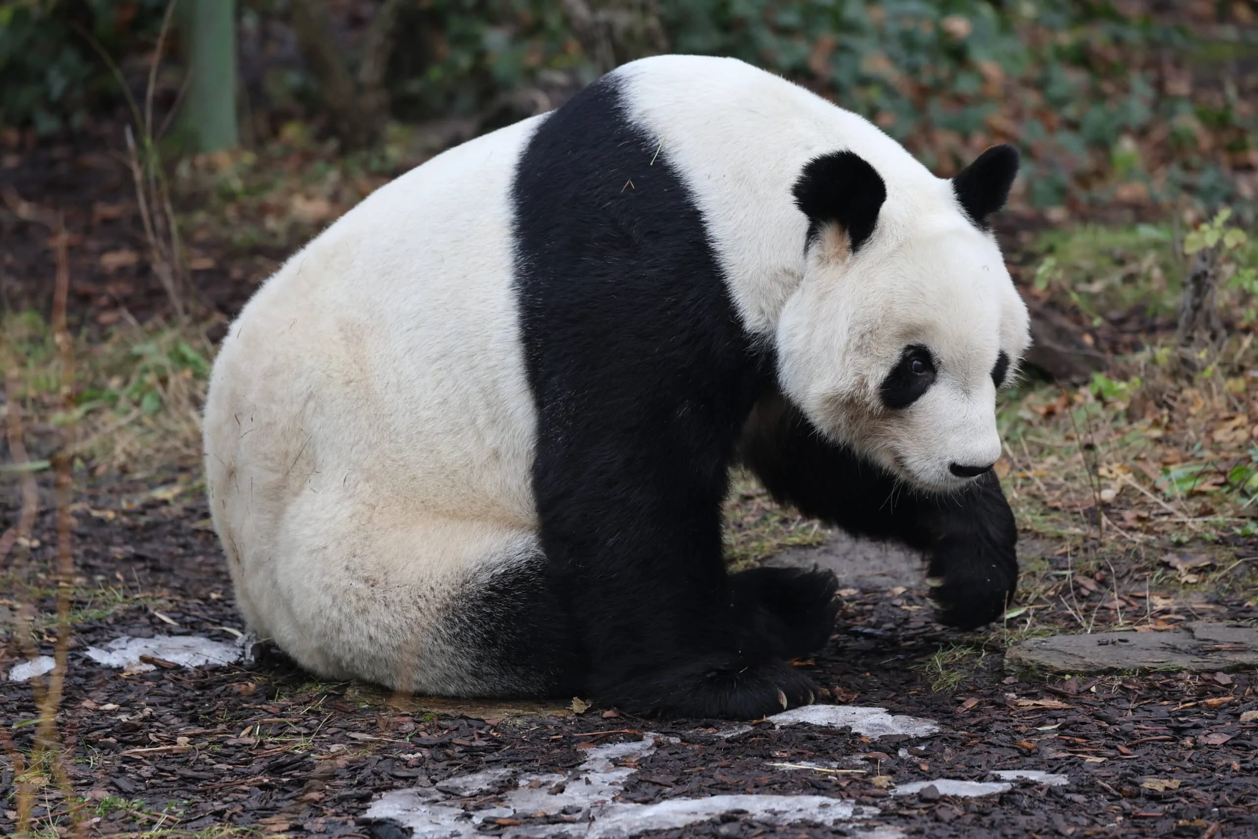 Tiergarten Schönbrunn
