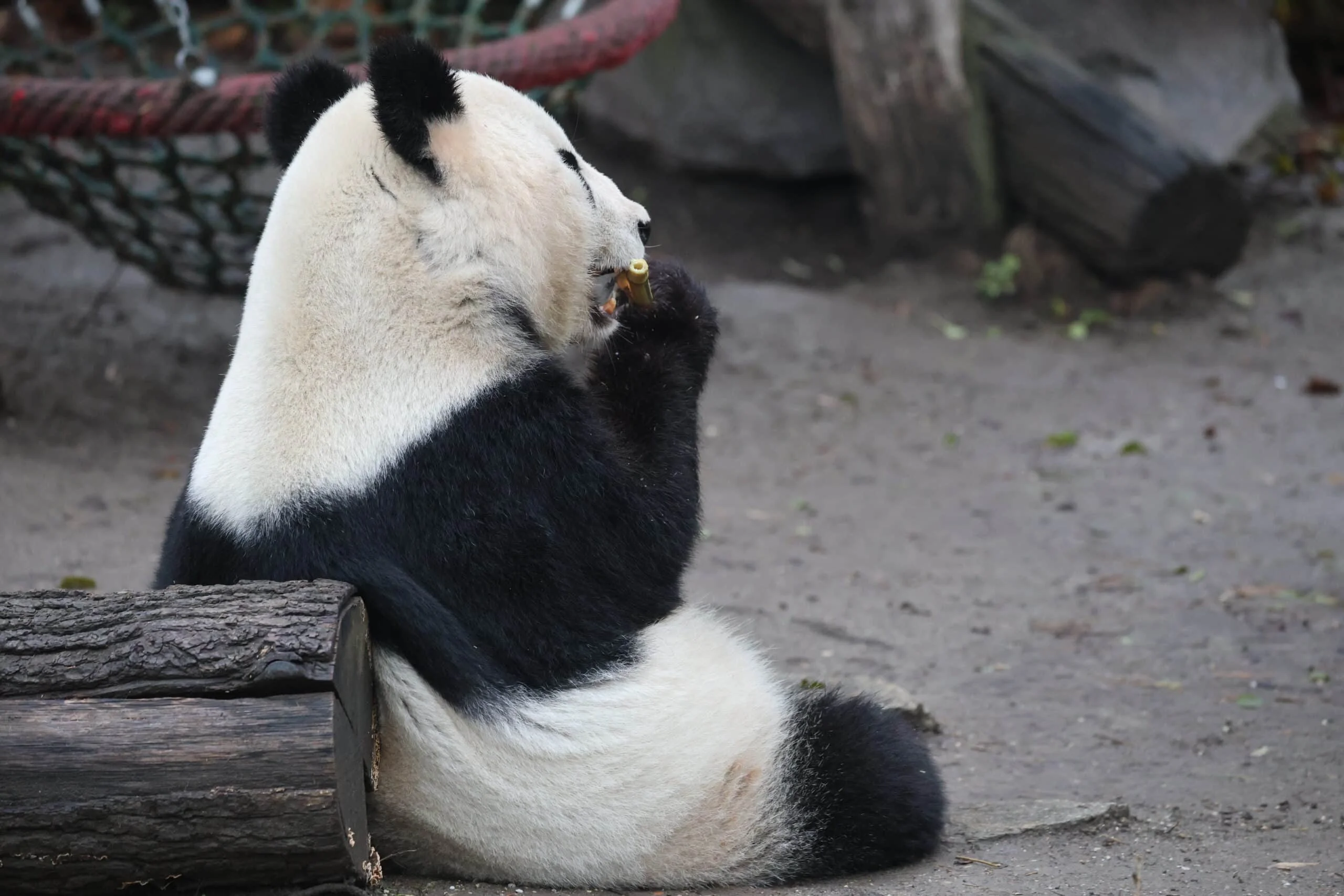 Tiergarten Schönbrunn