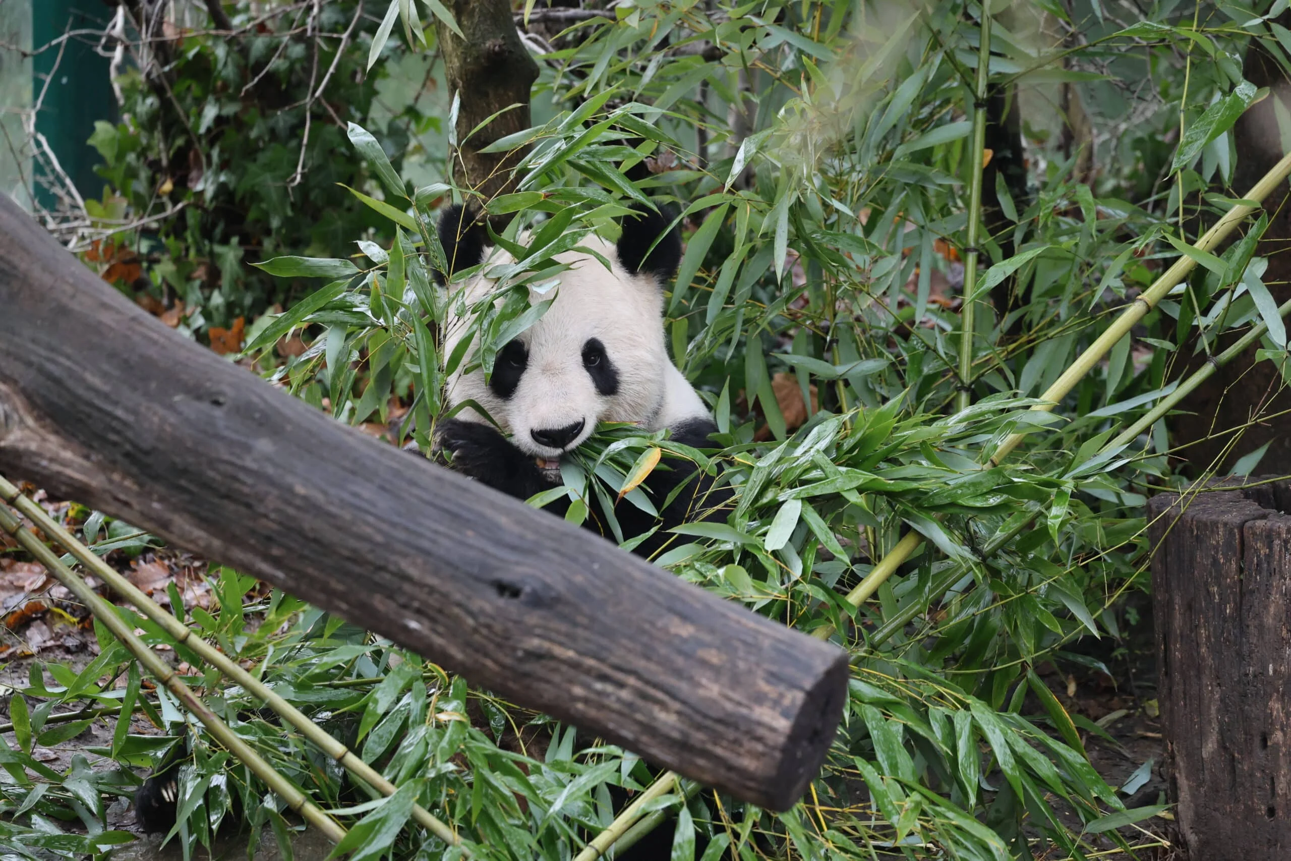 Tiergarten Schönbrunn