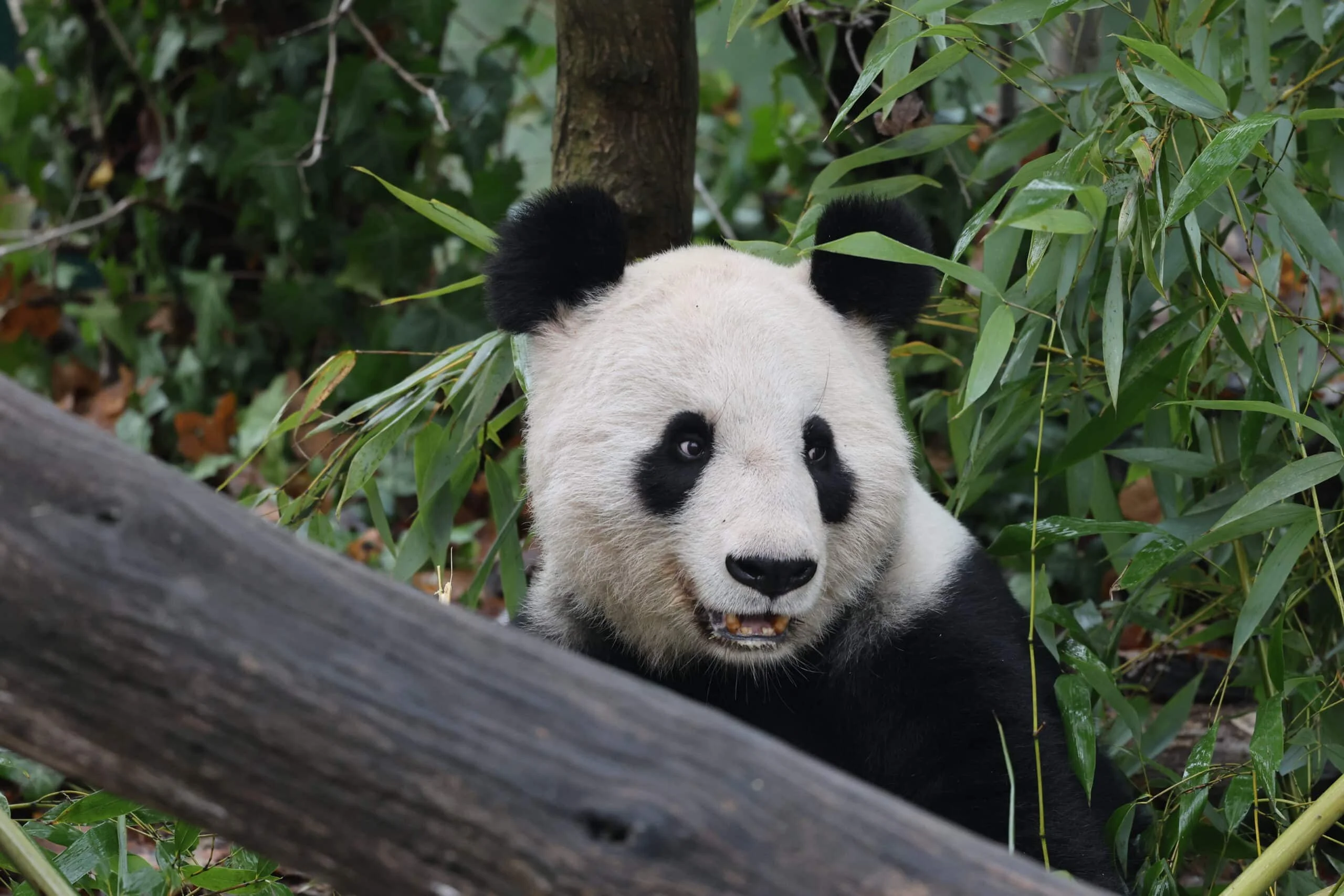 Tiergarten Schönbrunn