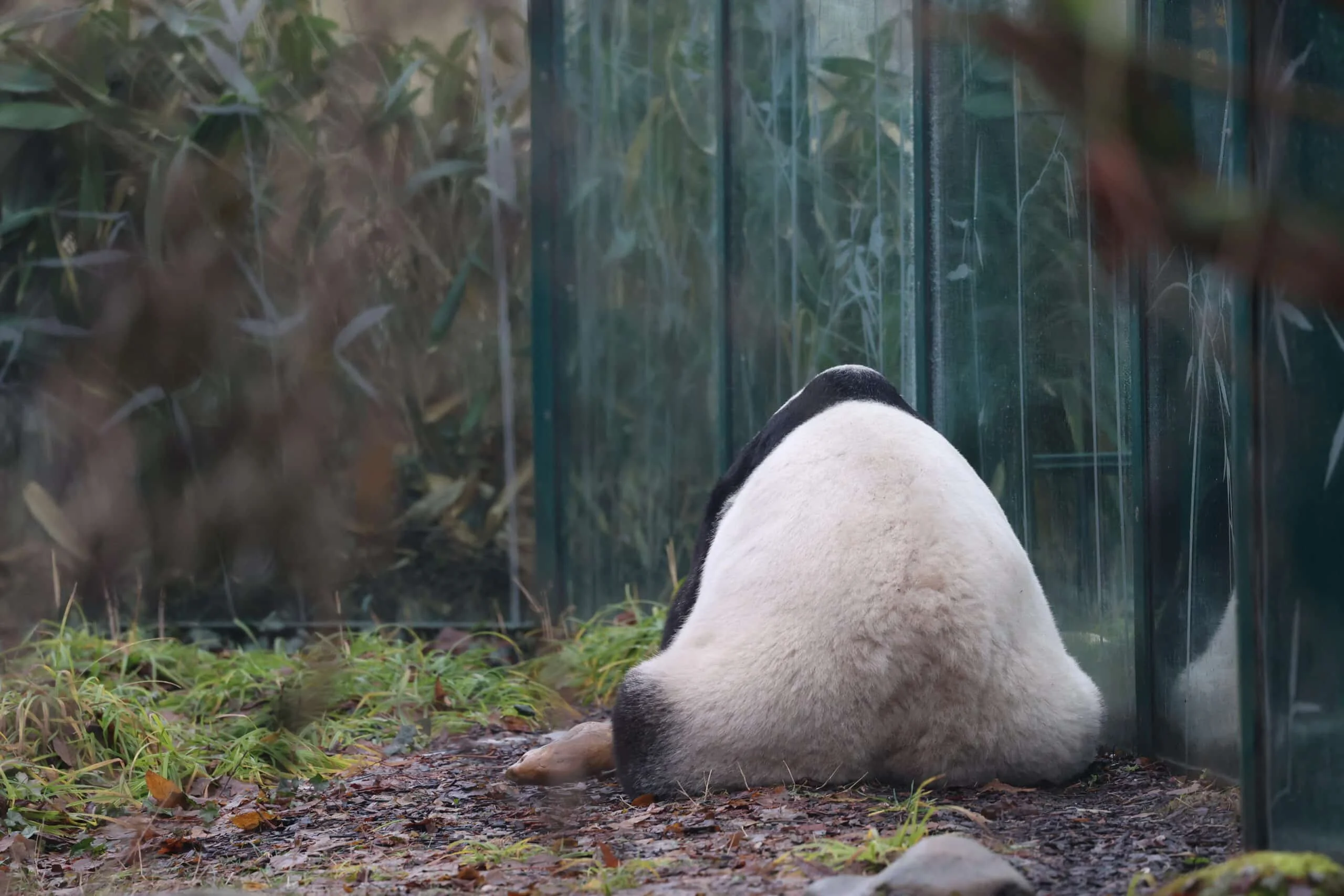 Tiergarten Schönbrunn