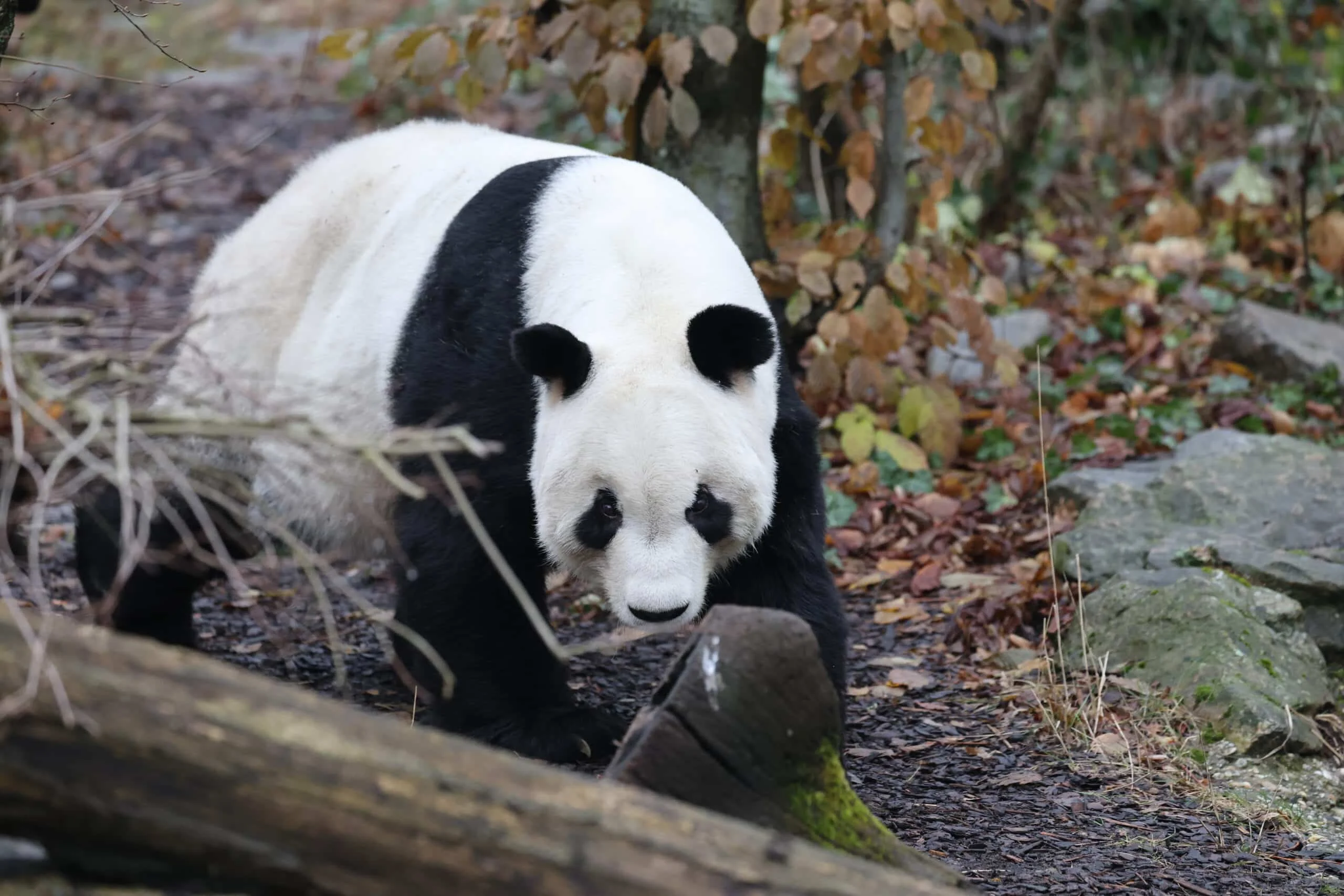 Tiergarten Schönbrunn