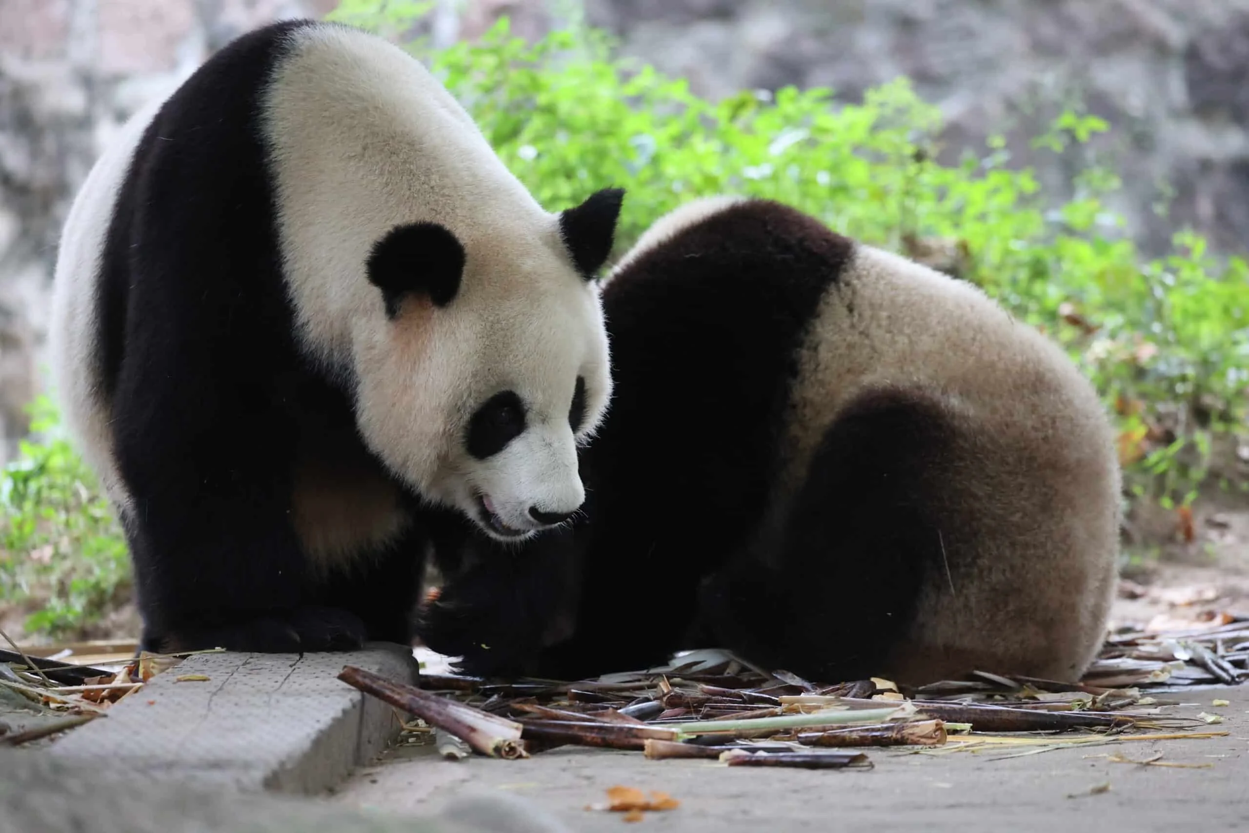 CCRCGP Du Jiang Yan Base