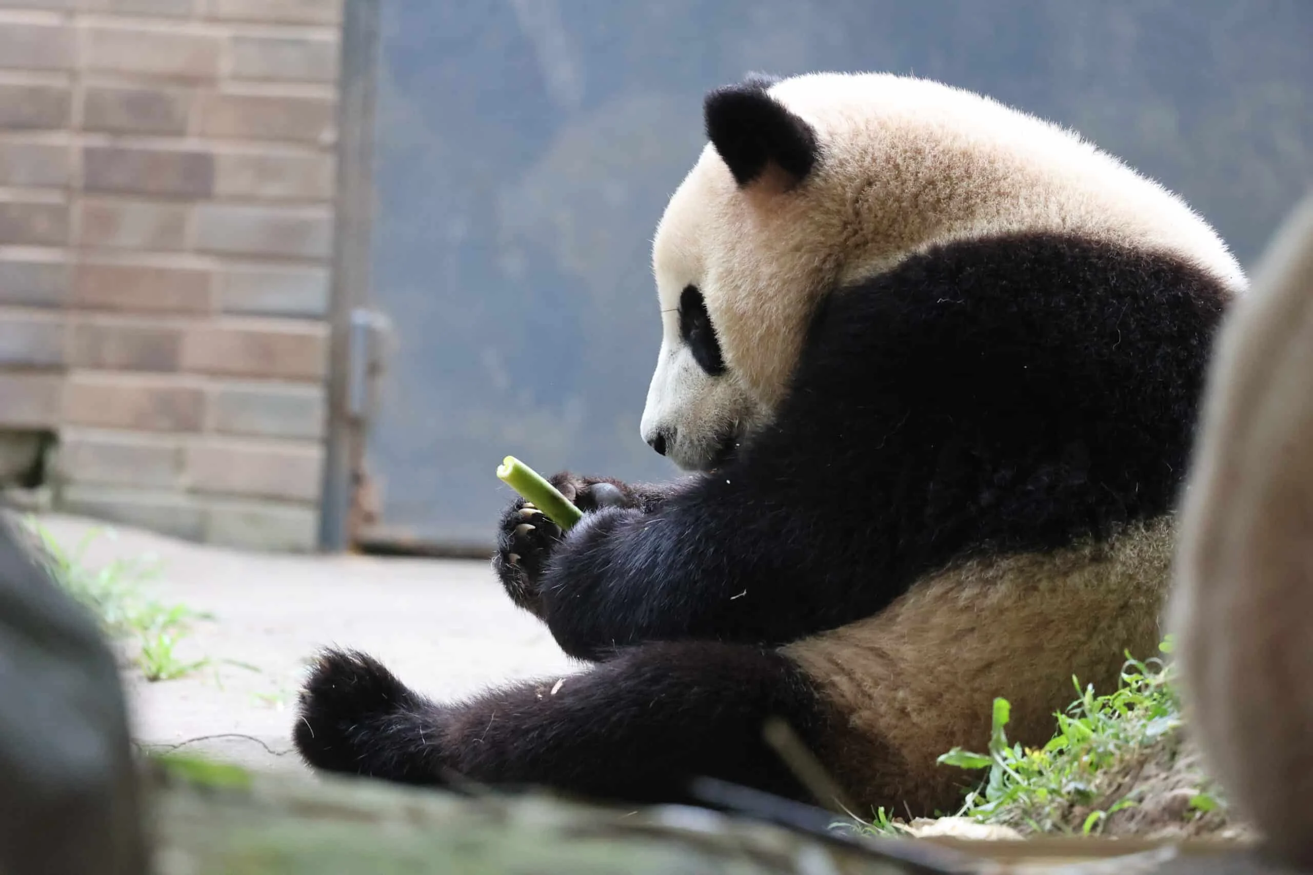 CCRCGP Du Jiang Yan Base