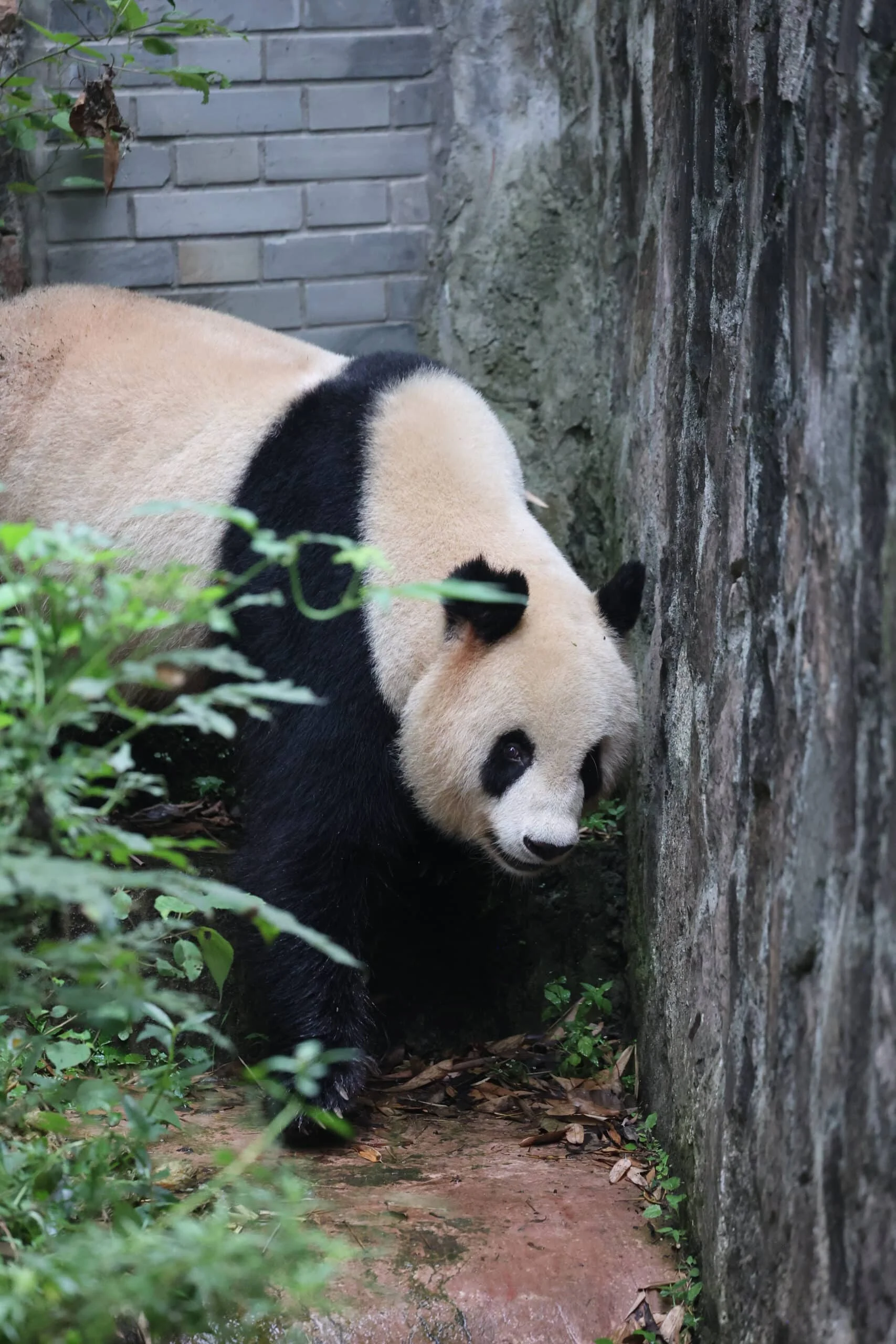 CCRCGP Du Jiang Yan Base