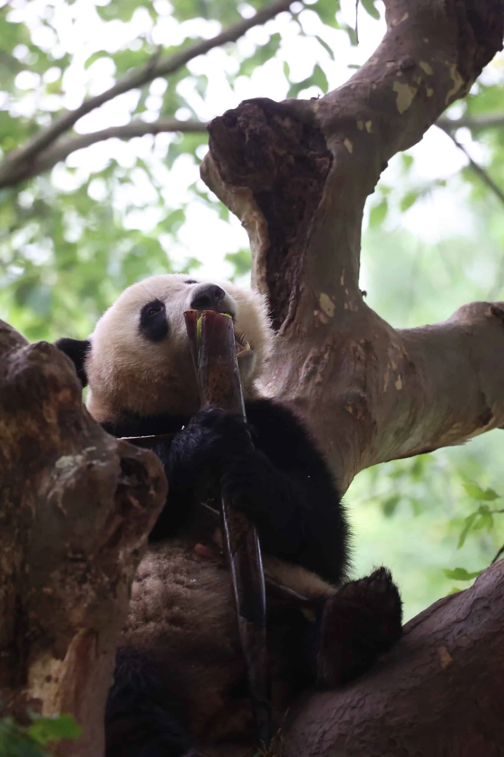 CCRCGP Du Jiang Yan Base