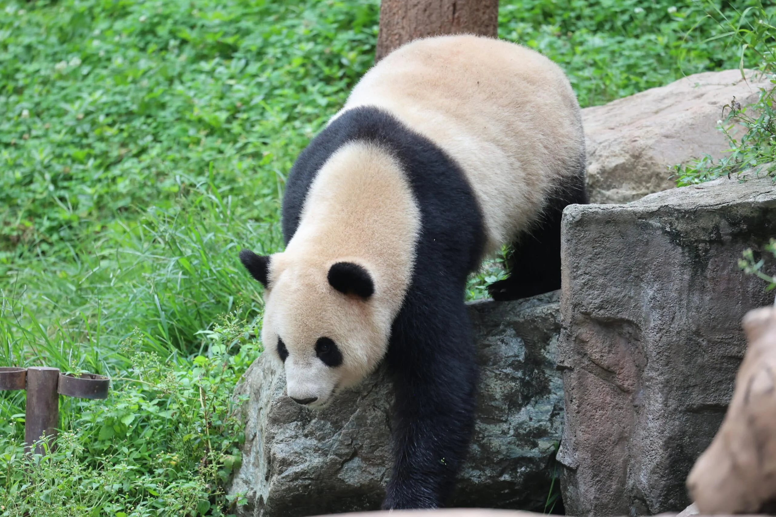 CCRCGP Du Jiang Yan Base