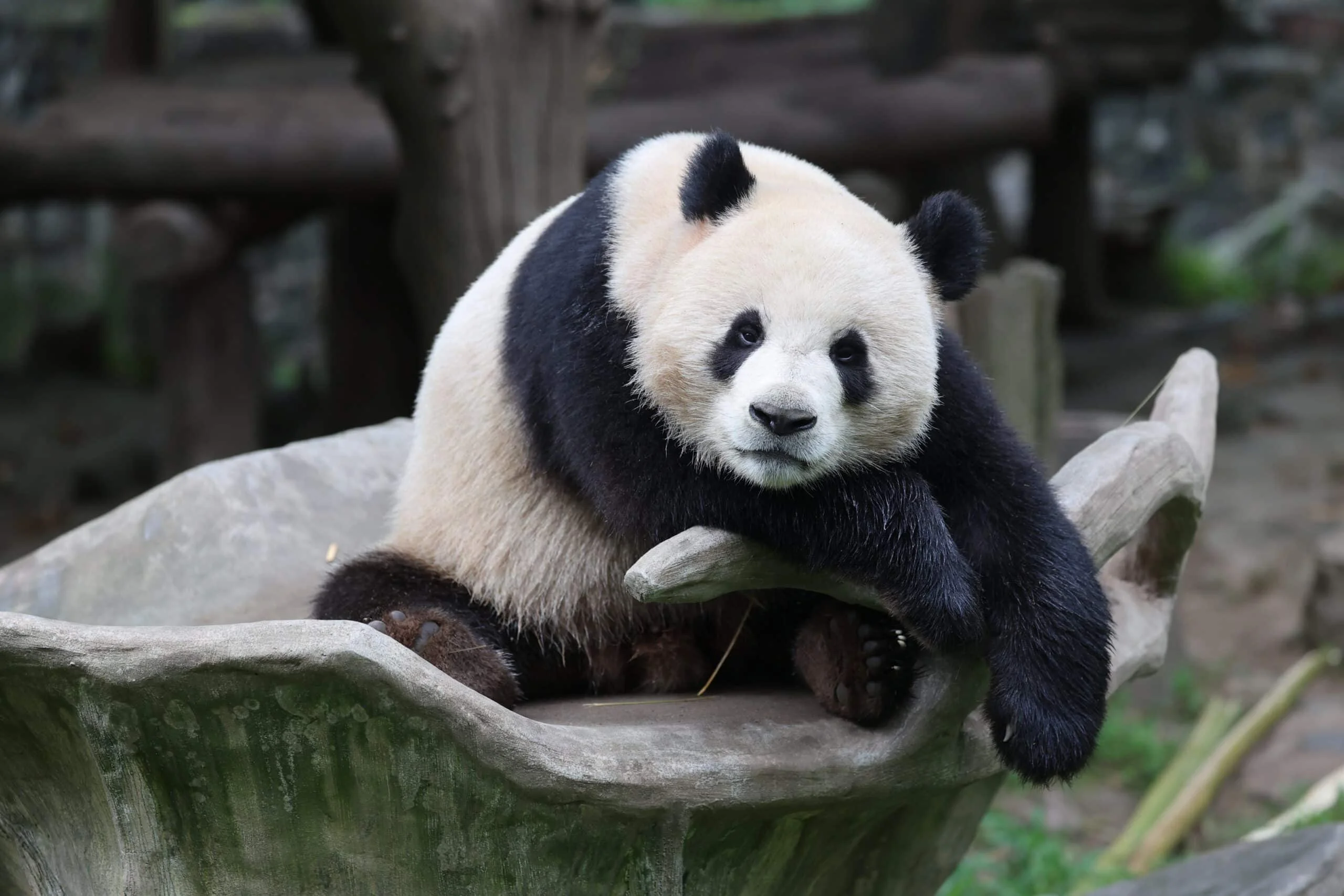 CCRCGP Du Jiang Yan Base