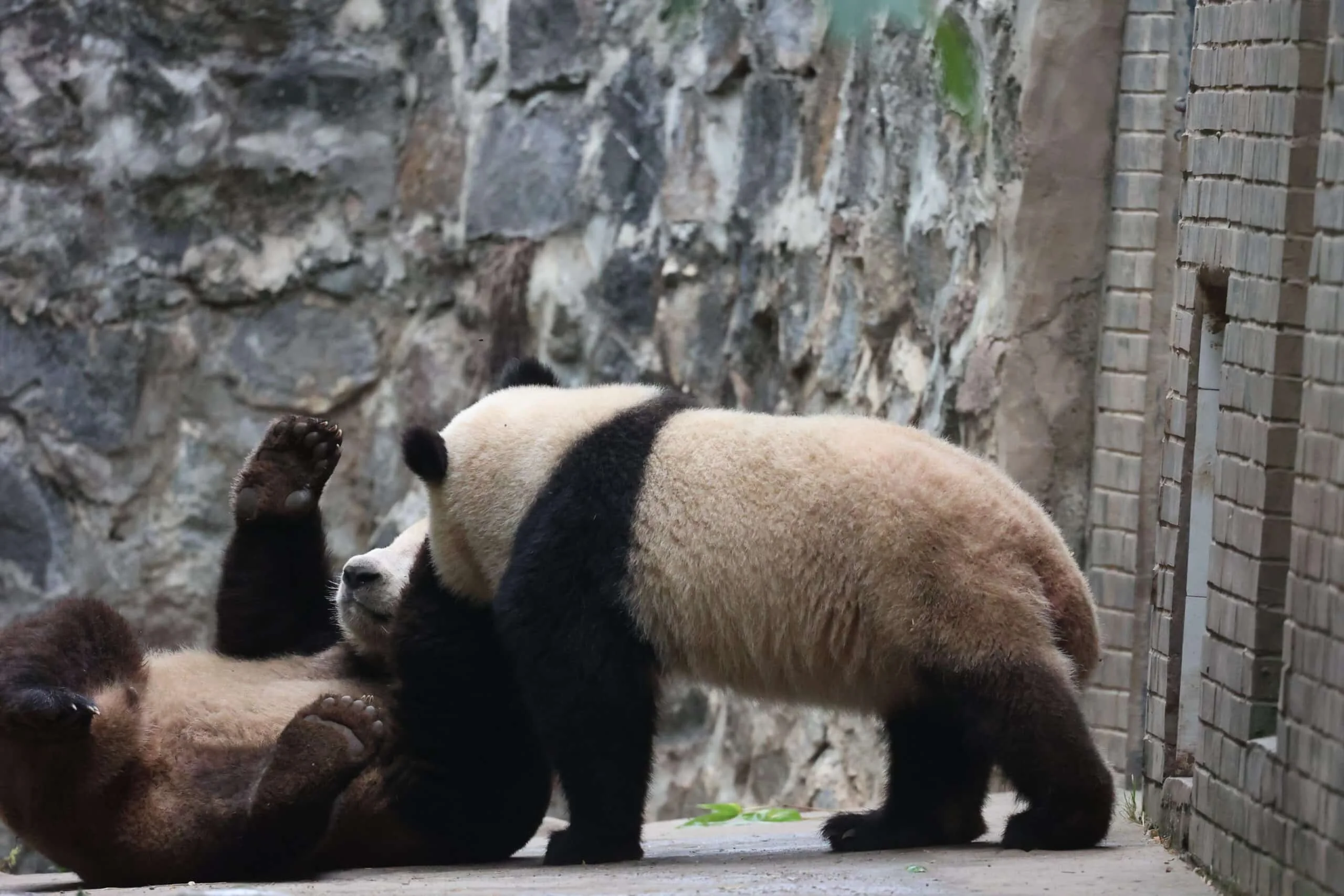 CCRCGP Du Jiang Yan Base