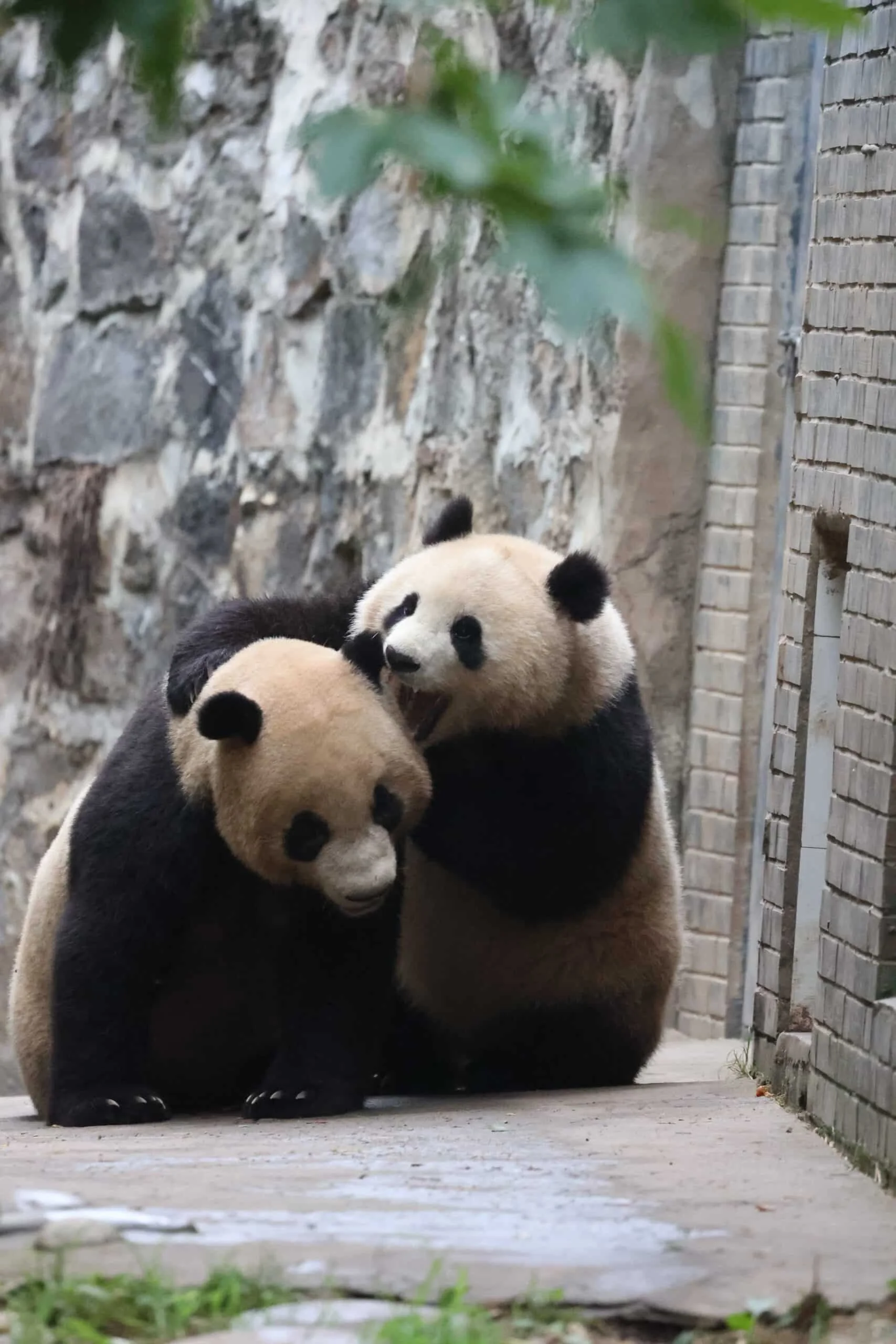 CCRCGP Du Jiang Yan Base